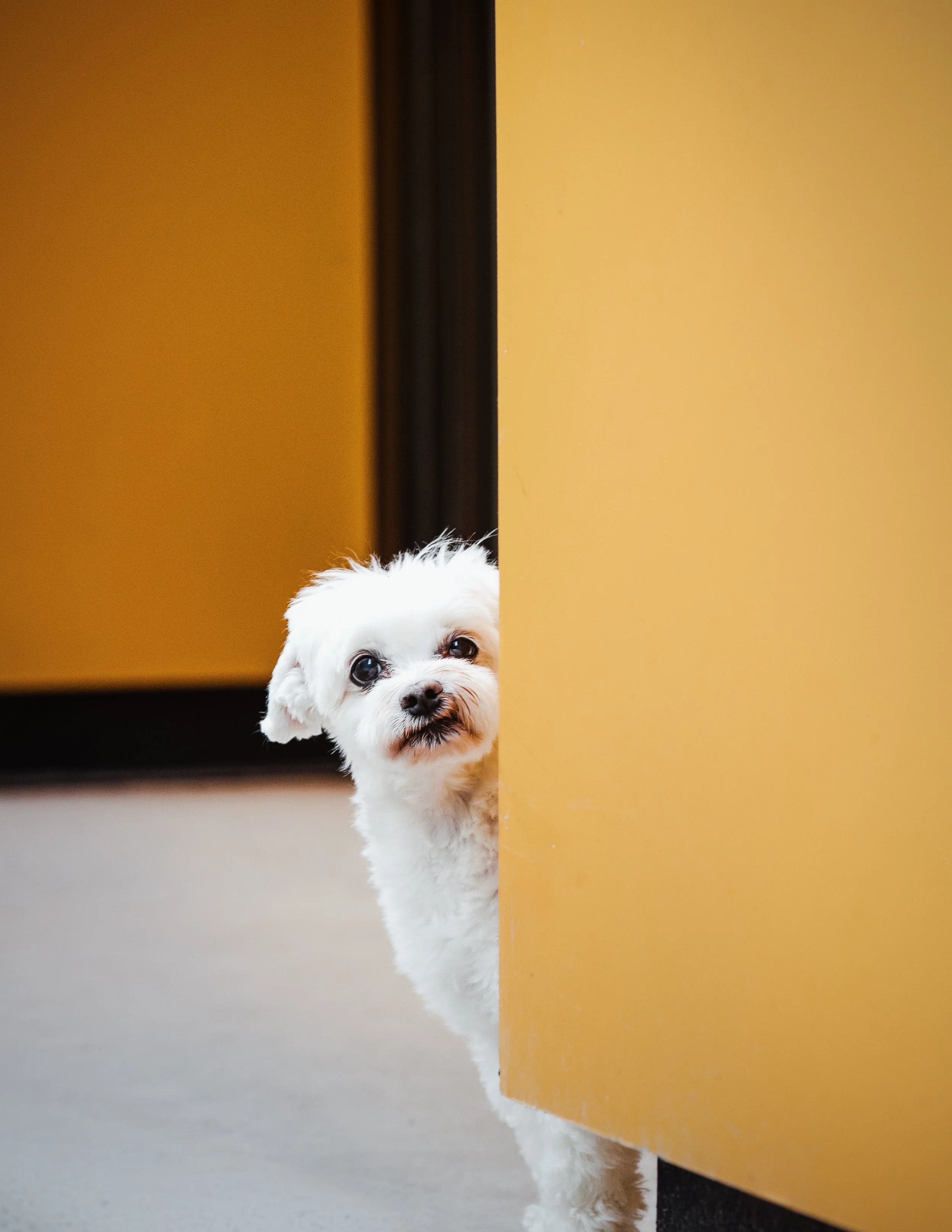 Small white dog peeking from behind a yellow door in downtown Toronto Ontario.