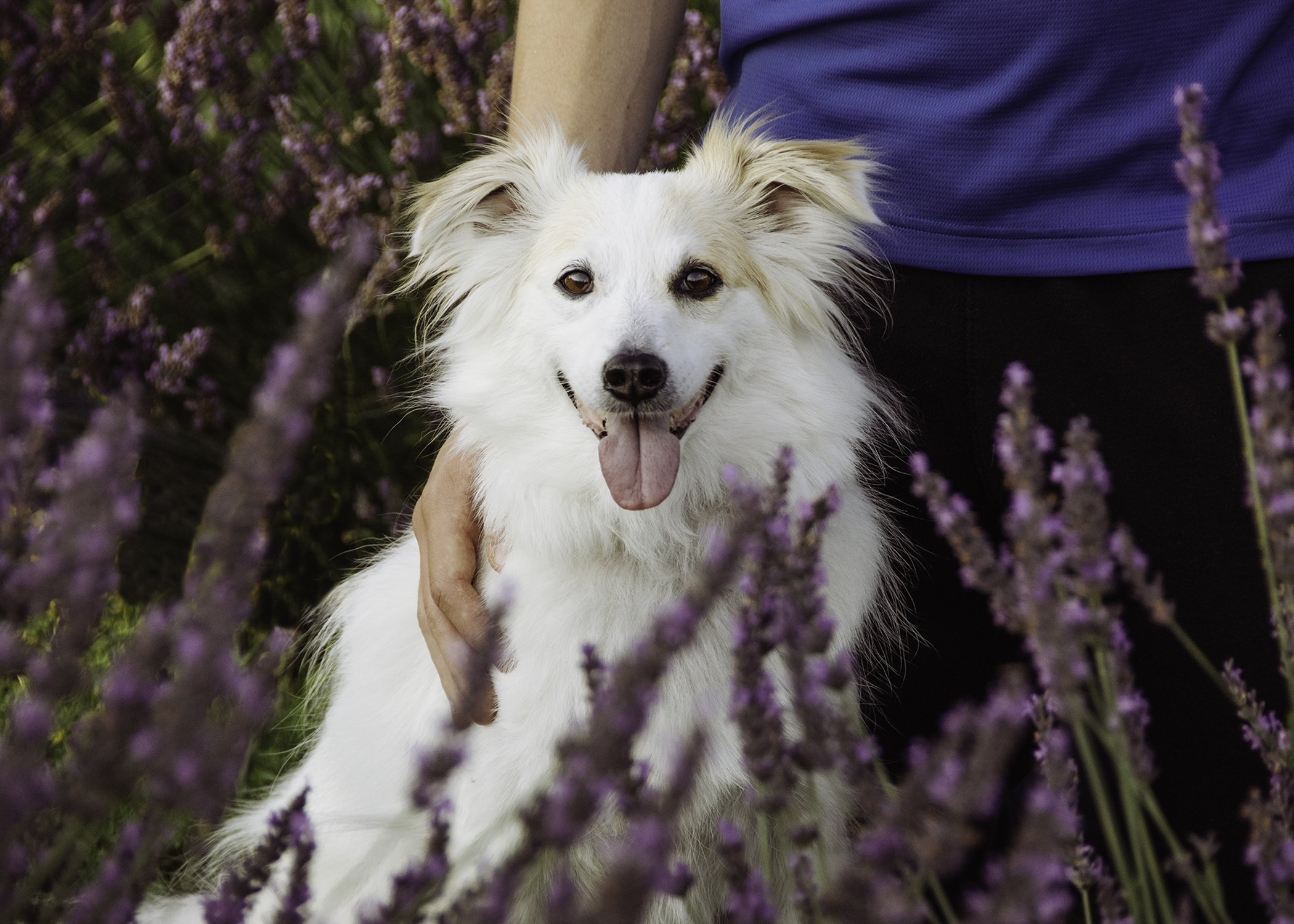 LavenderFields_0740.jpg