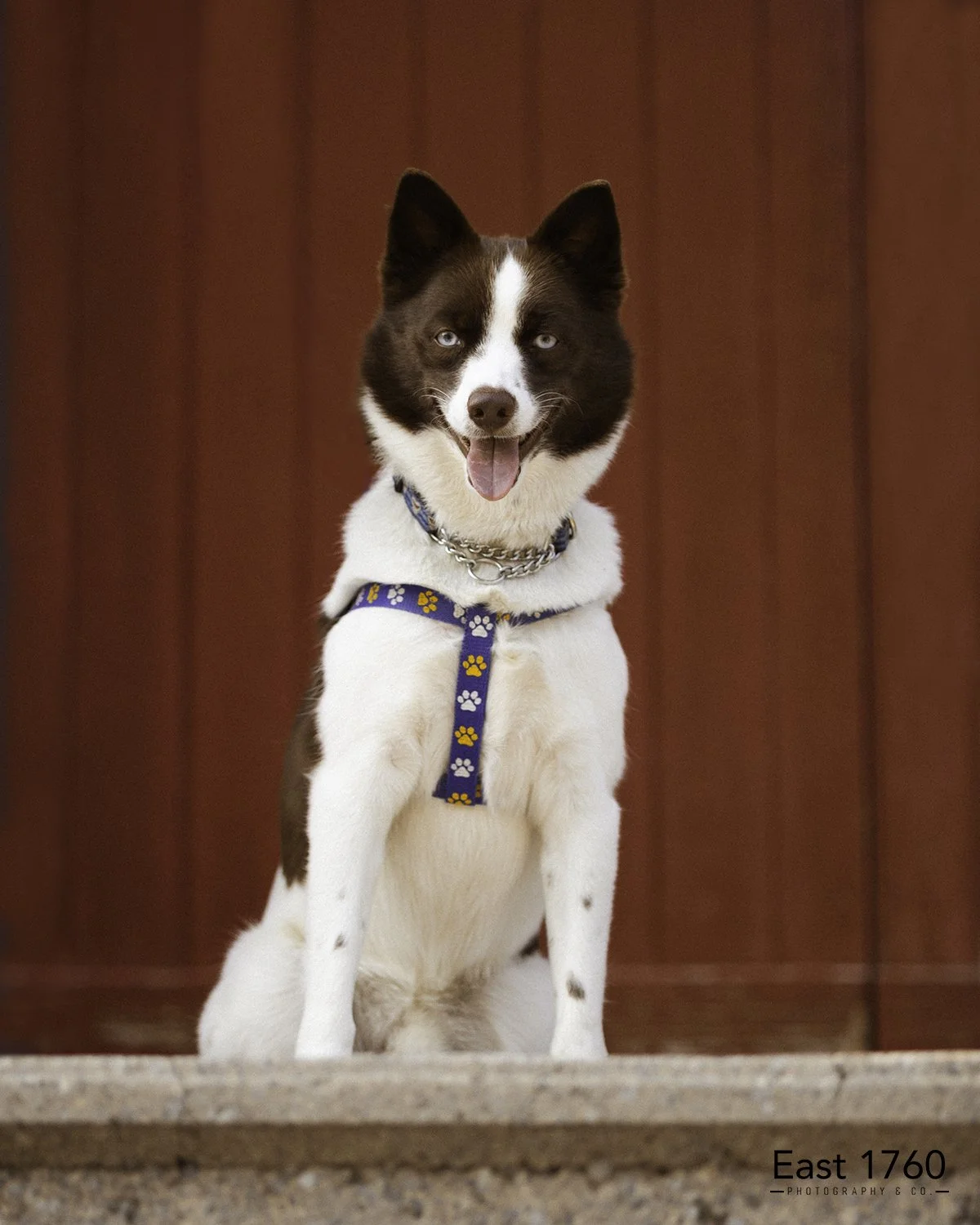 A happy dog, possibly a border collie mix, sitting on a stone step in front of a red wooden wall, wearing a harness with paw print patterns, and a chain collar photographed outside of a church in small town Ontario.
