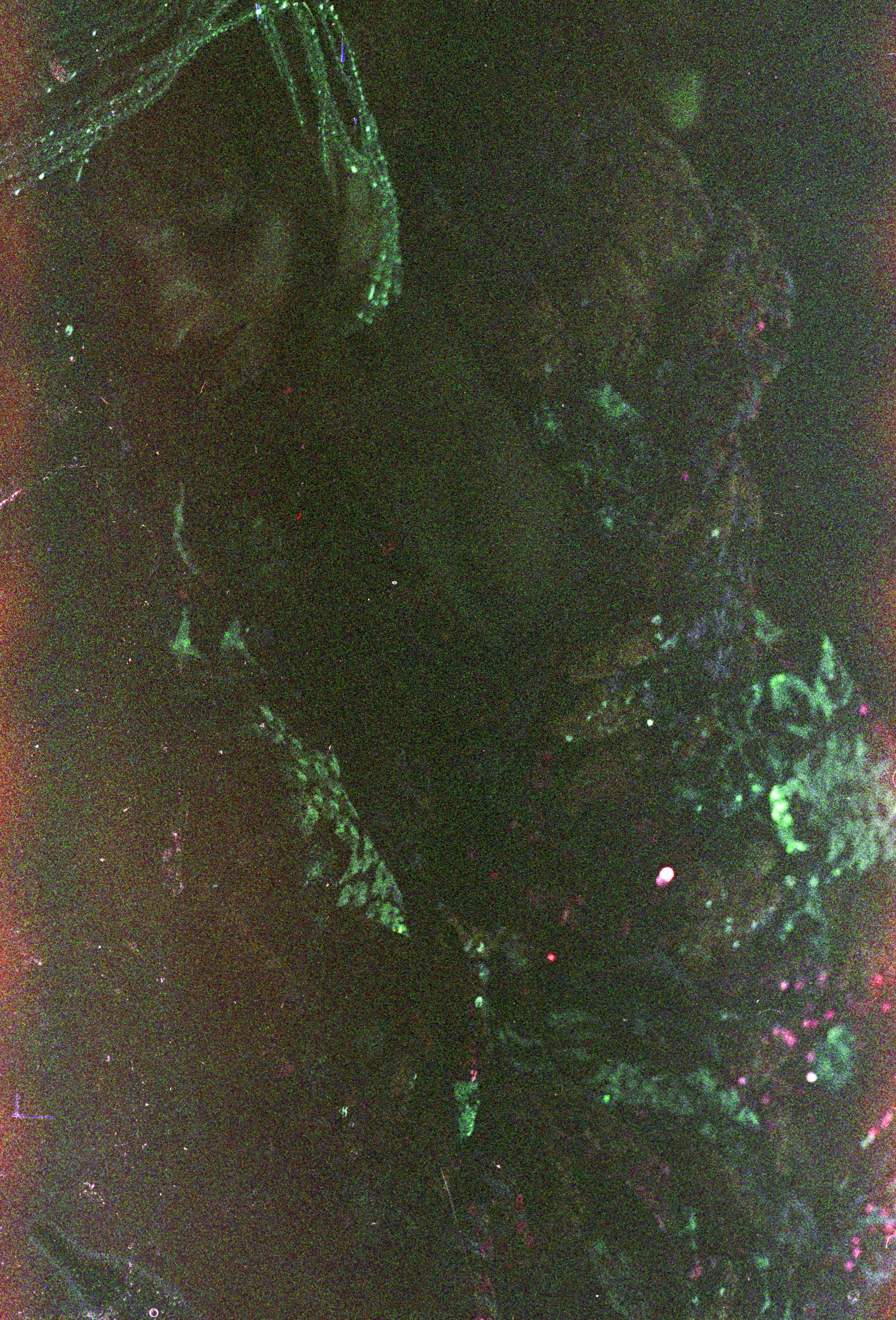 Untitled (45).jpg