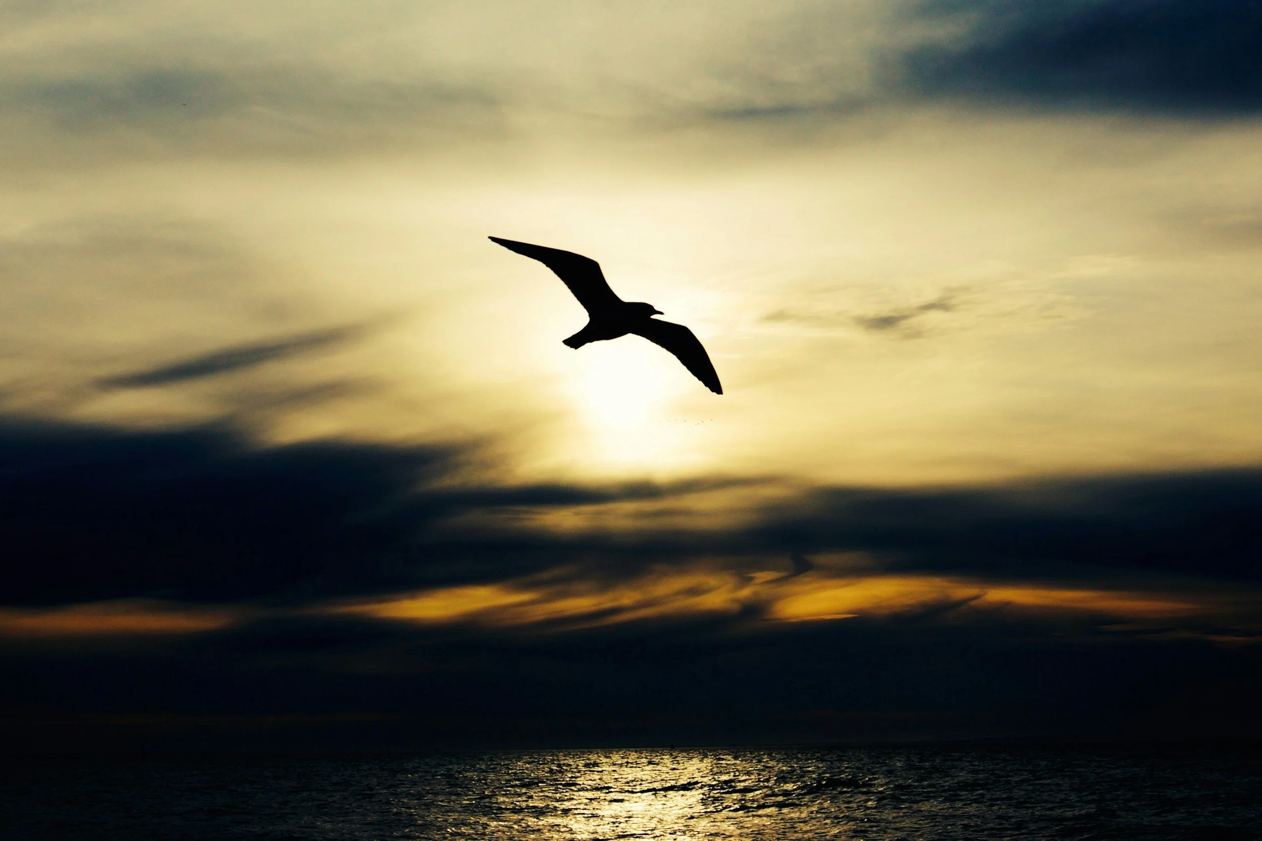 Silhouette of a bird flying over the ocean at sunset with dark clouds in the sky.