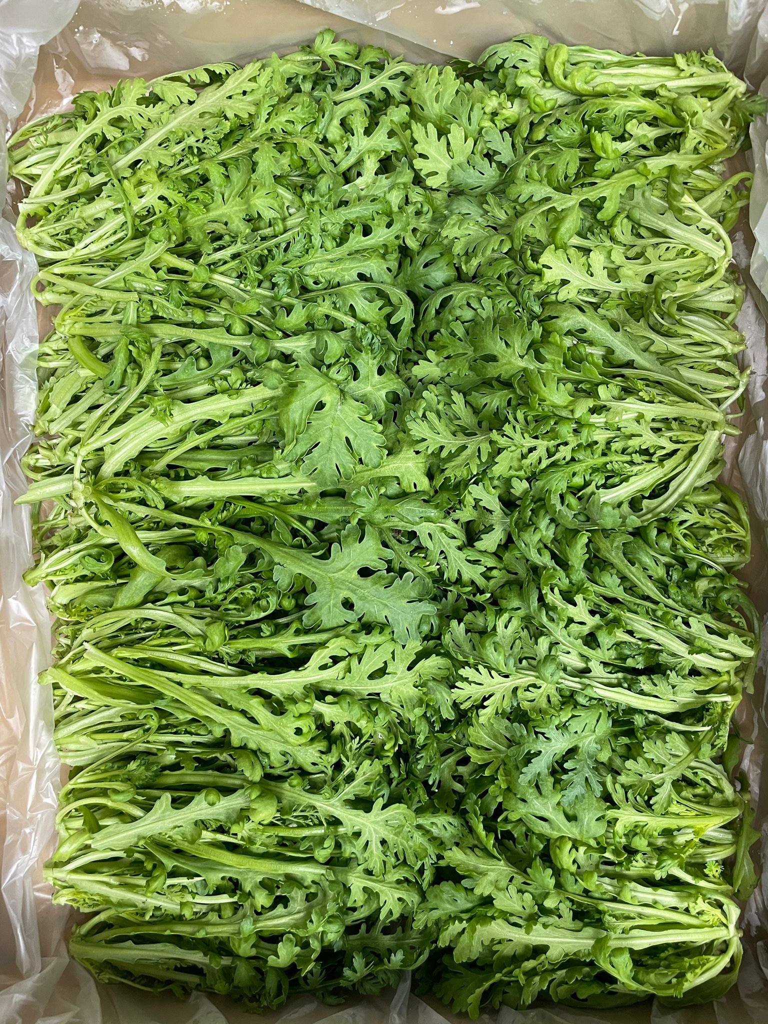 Japanese Tang Oh 120g