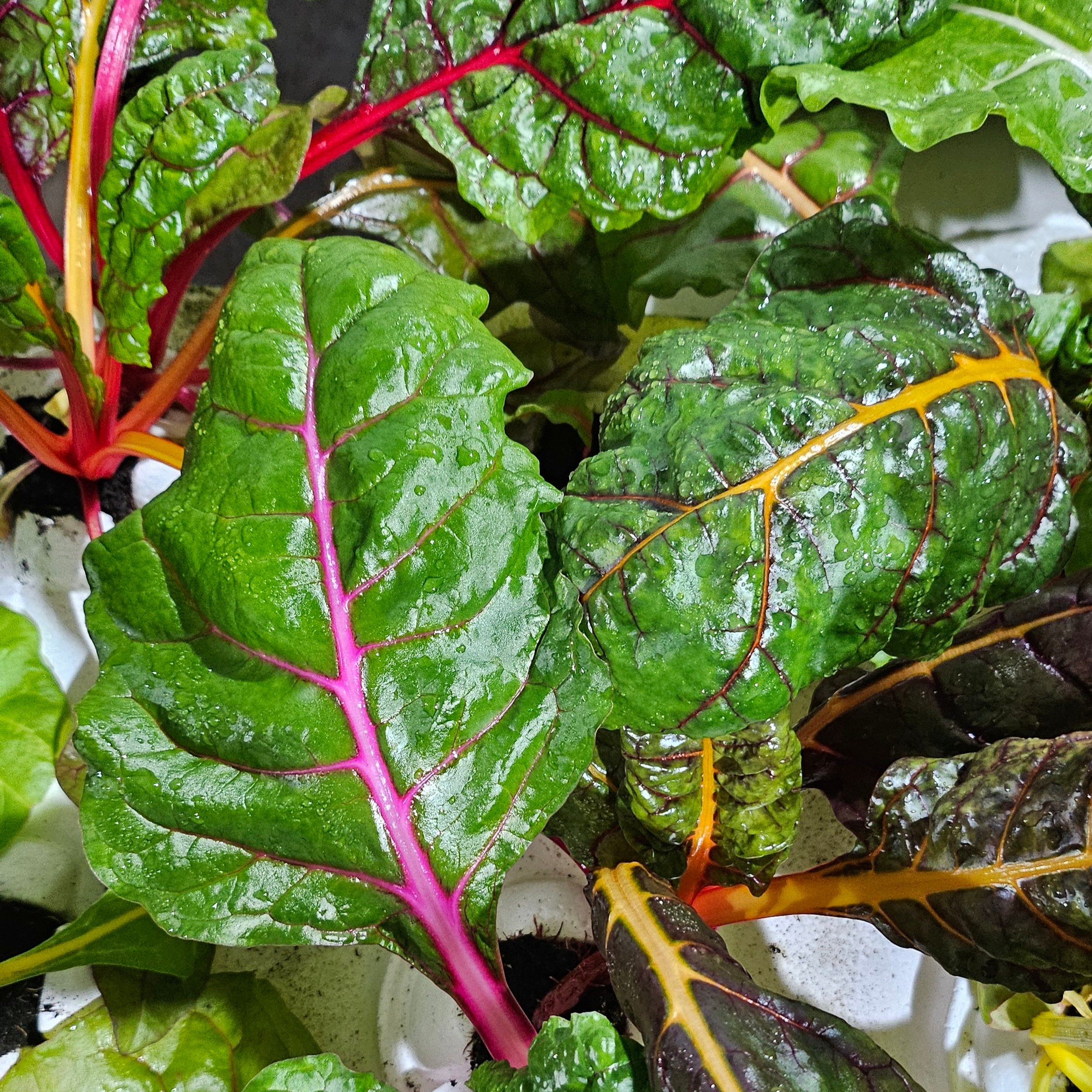 chard+float.jpg