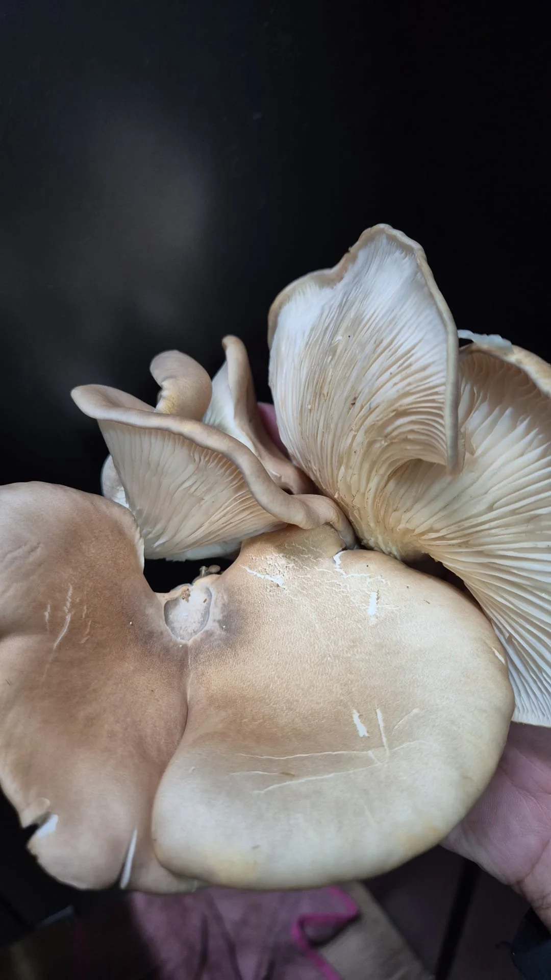 abalone.jpg