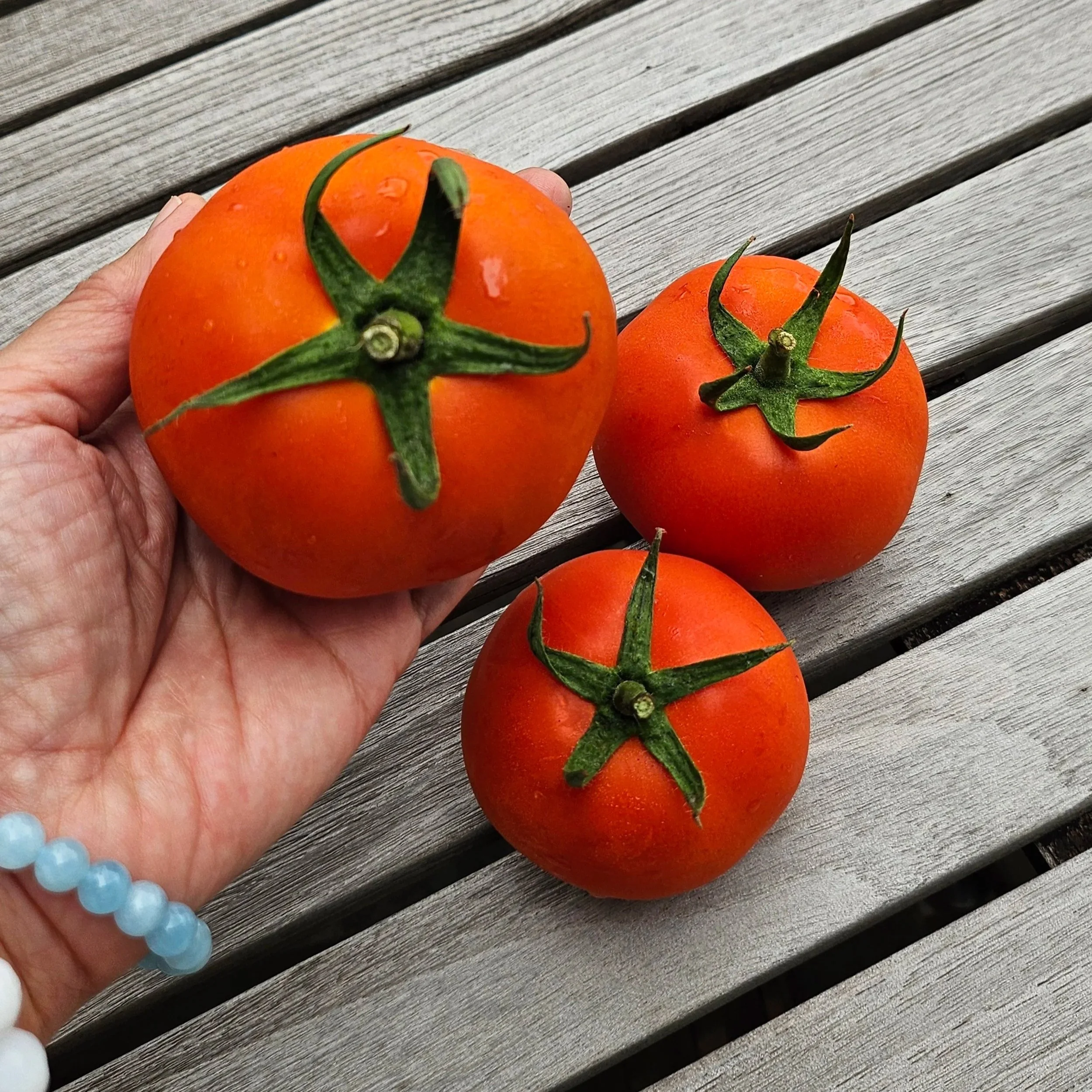 Baby Jazz Tomato 400g