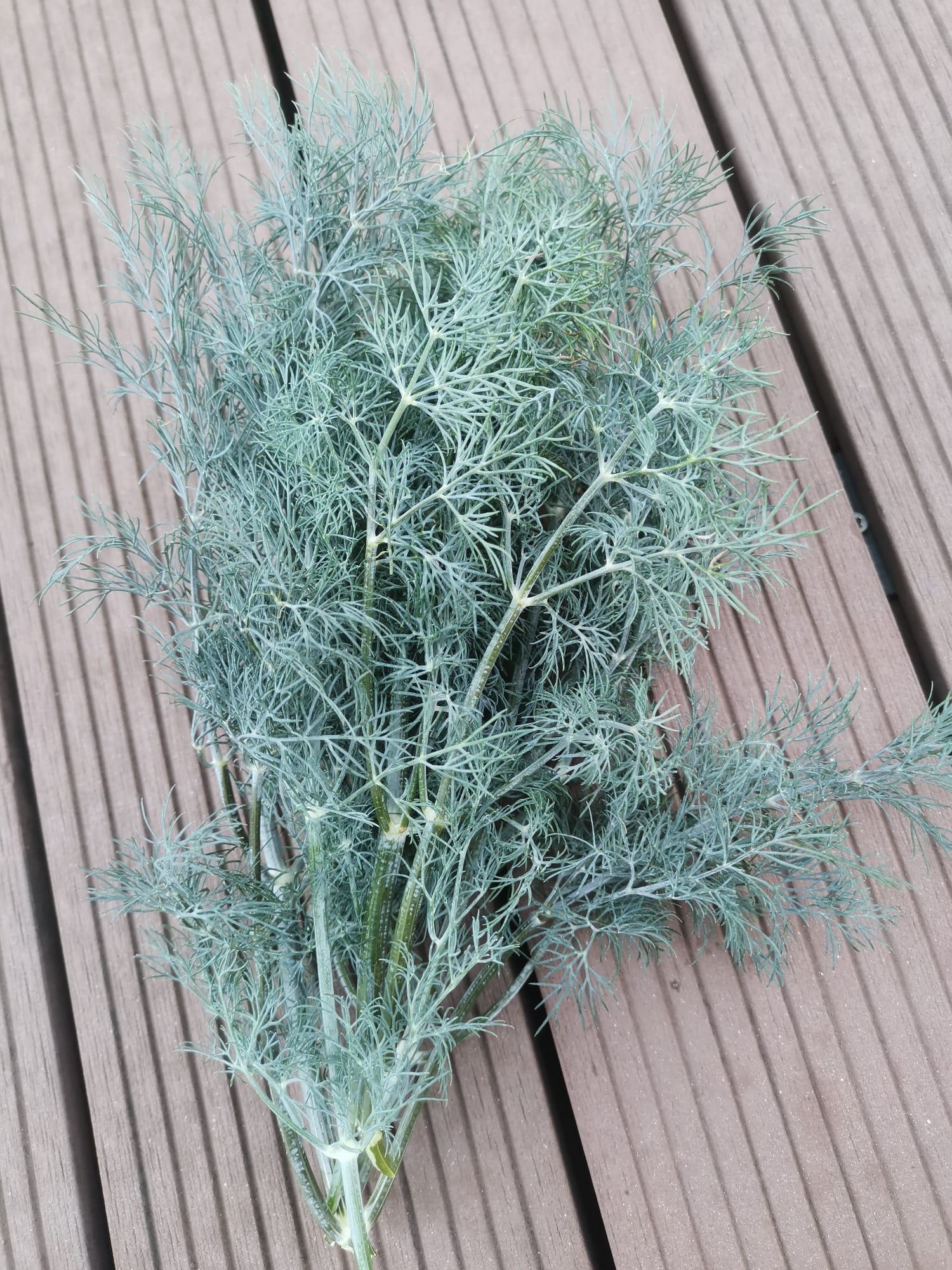 Dill in the sun.jpg