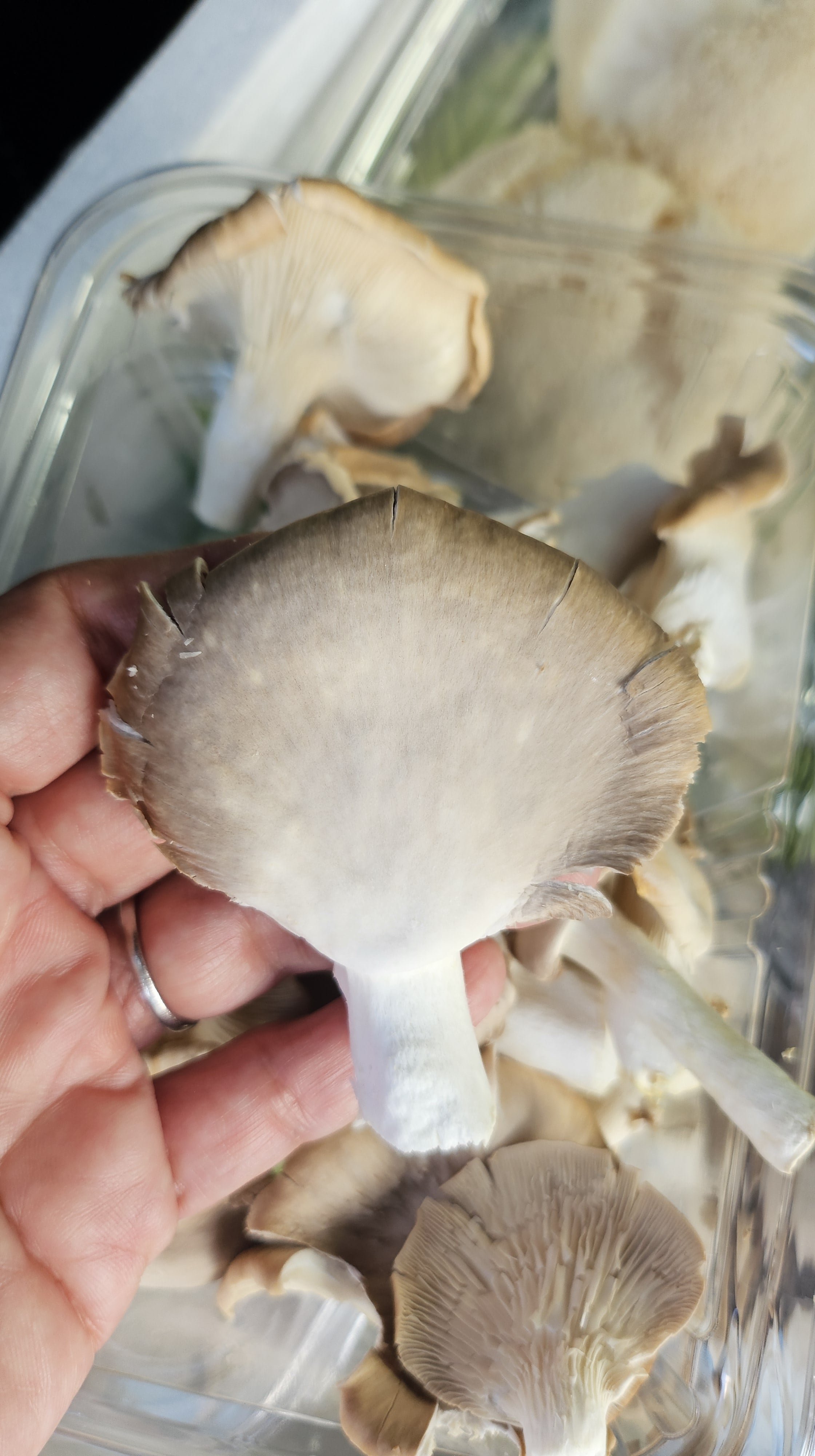 20250327_181626-min.jpg (Copy) (Copy)