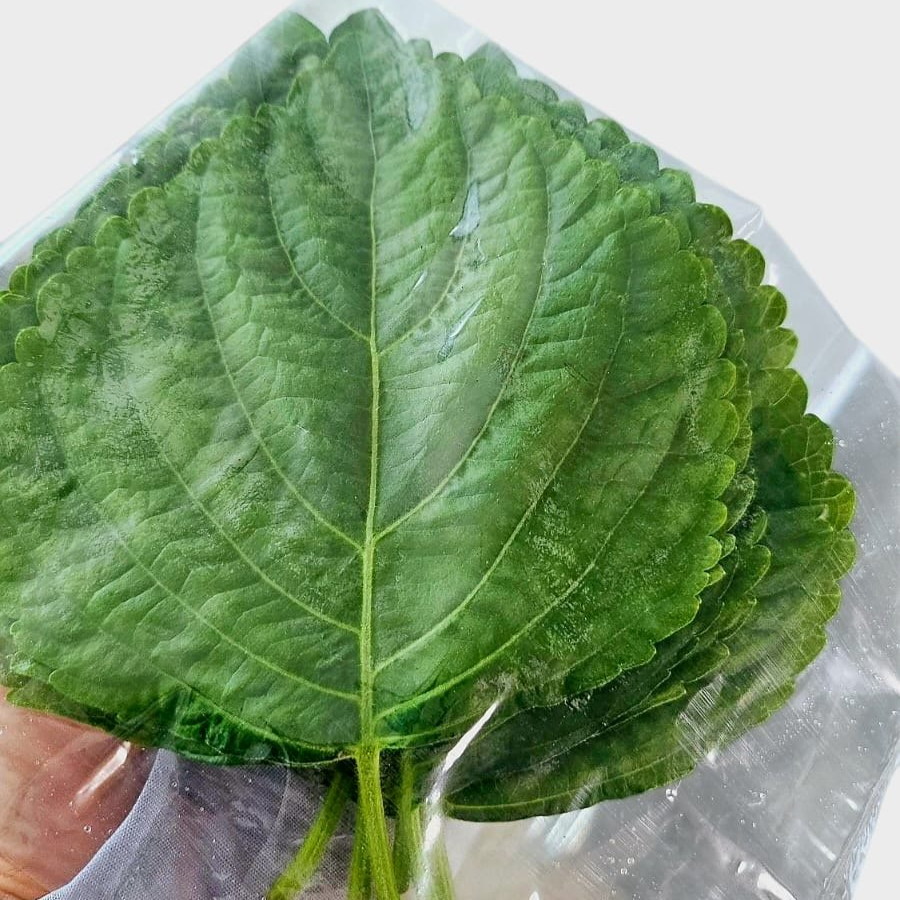 Perilla Leaves 40g