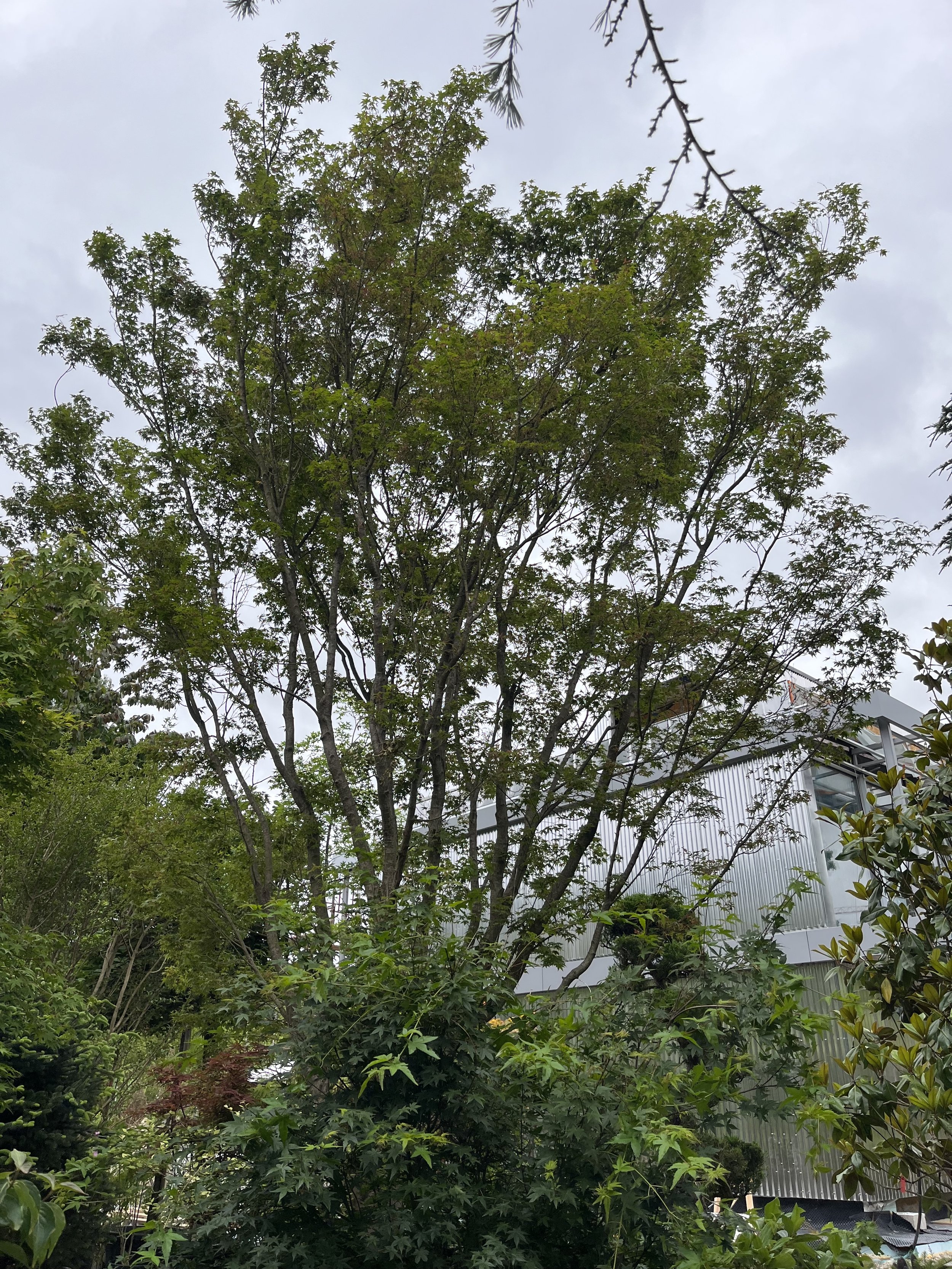 Acer palmatum - zelený - solitér