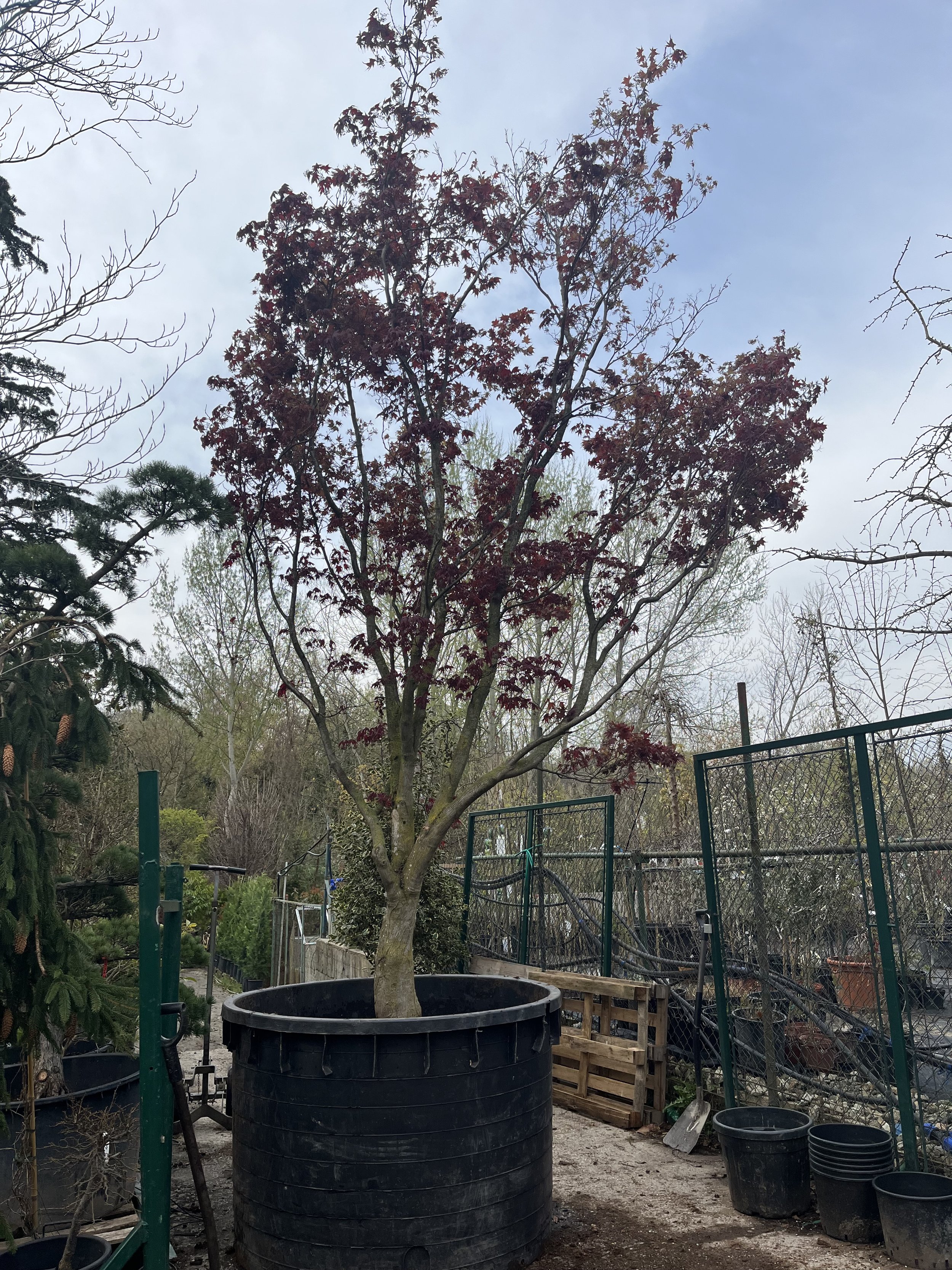 Acer_palmatum_Atropurpureum.jpeg