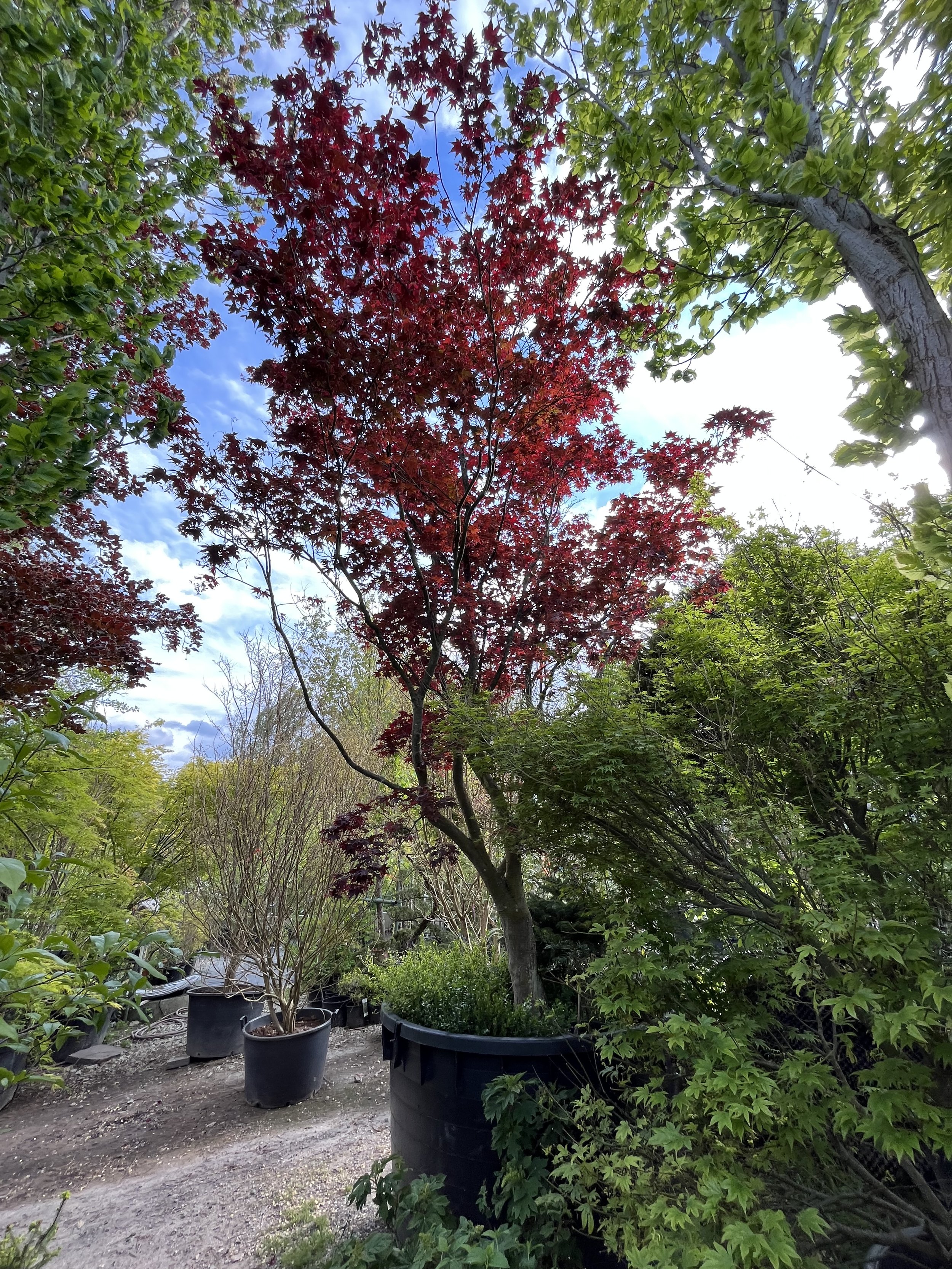 Acer_palmatum_Atropurpureum3.jpeg