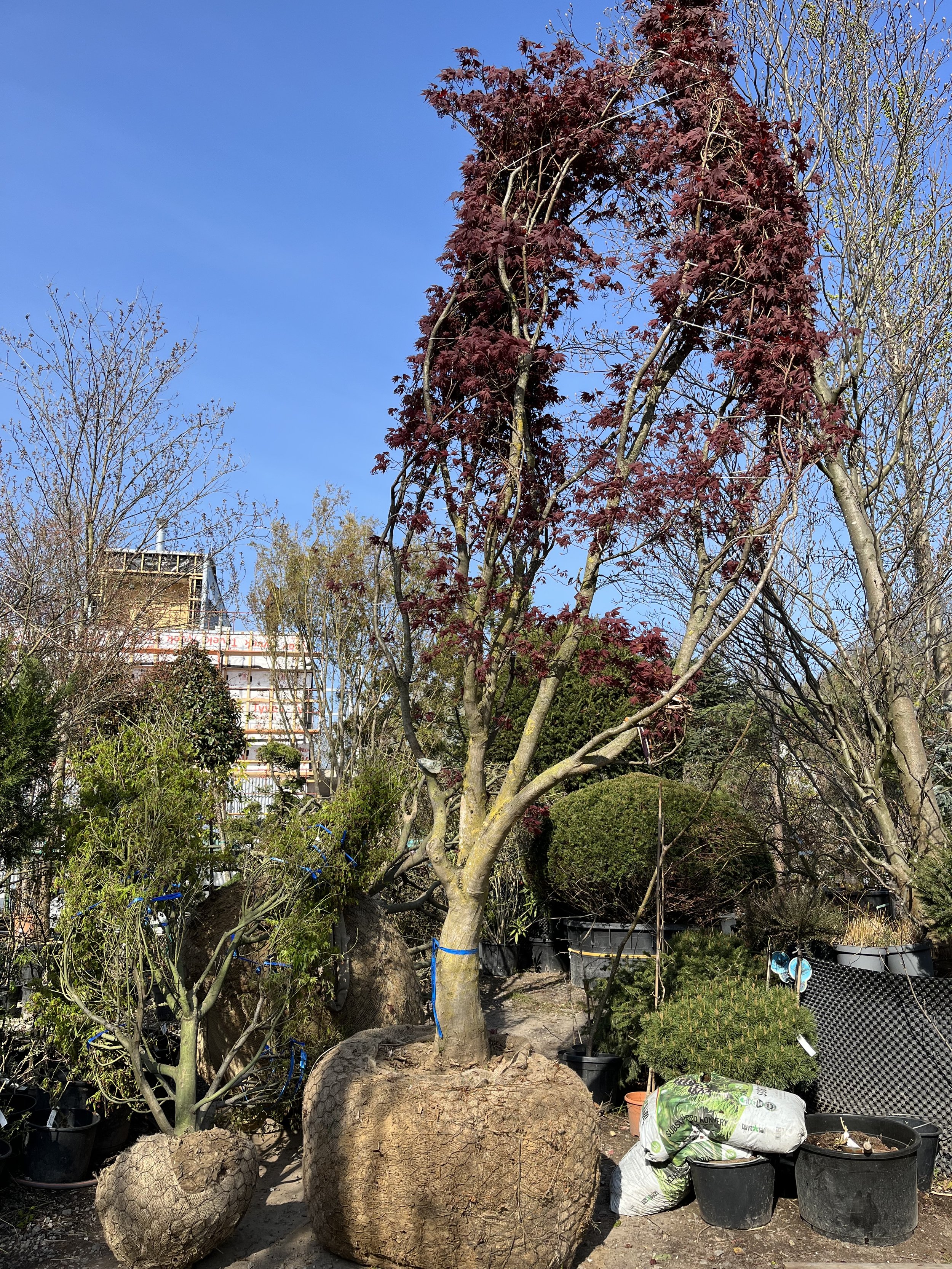 Acer_palmatum_privezeny.jpeg