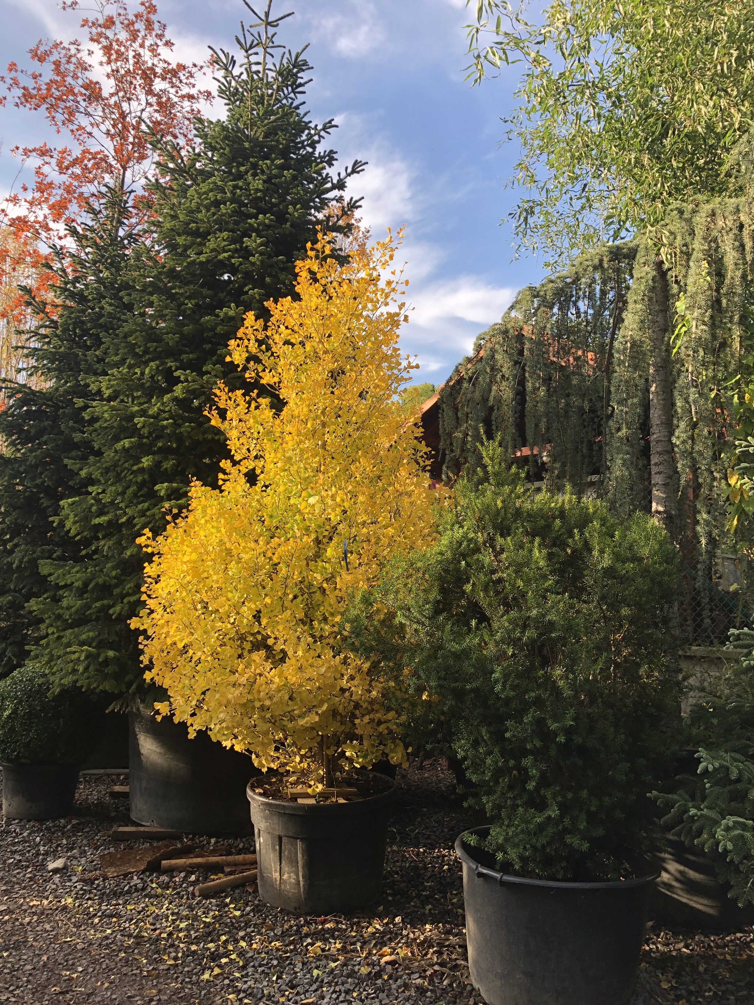 Ginkgo_biloba_Fastigiata_jesen_celok.jpeg