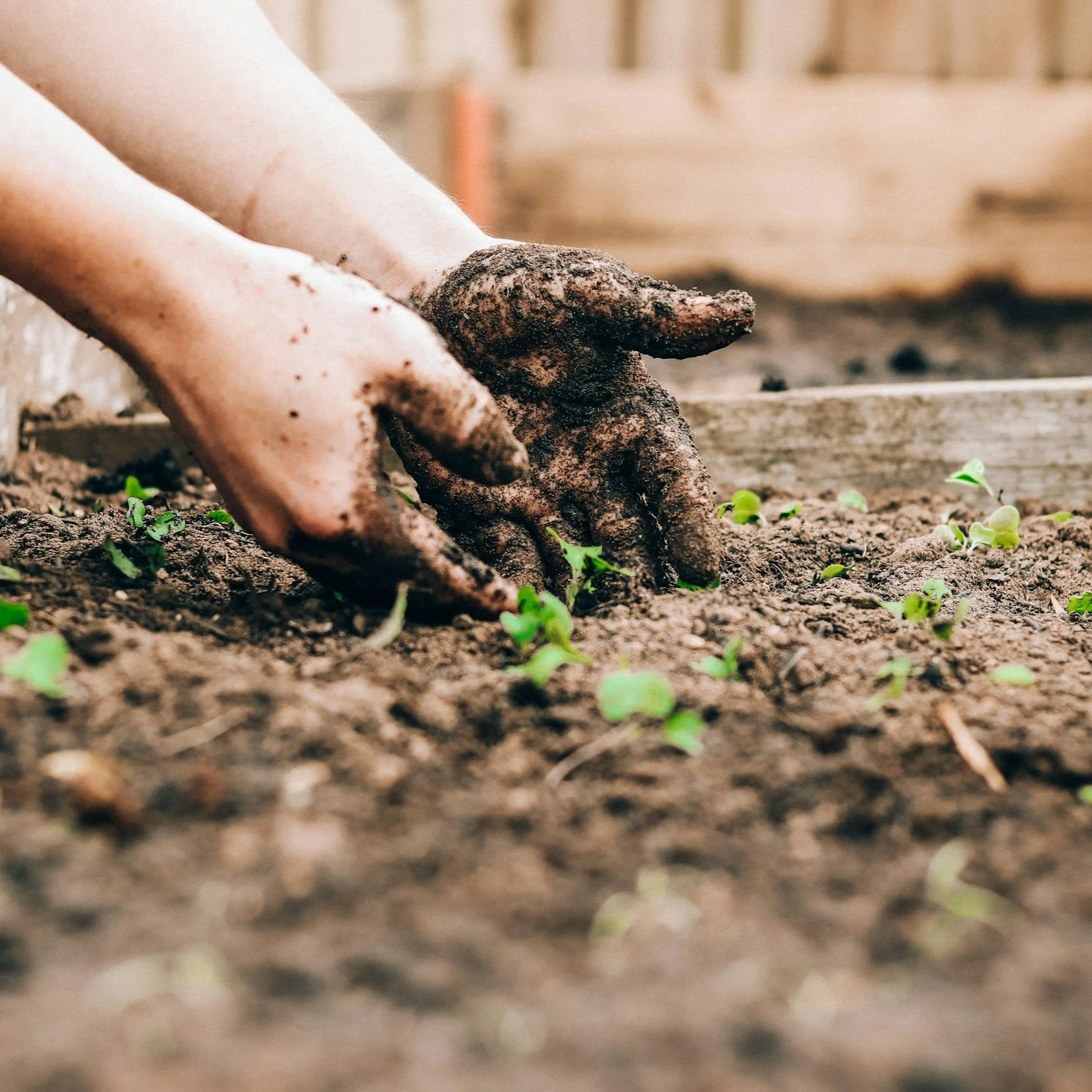 Can Gardening Significantly Help Your Mental Health?