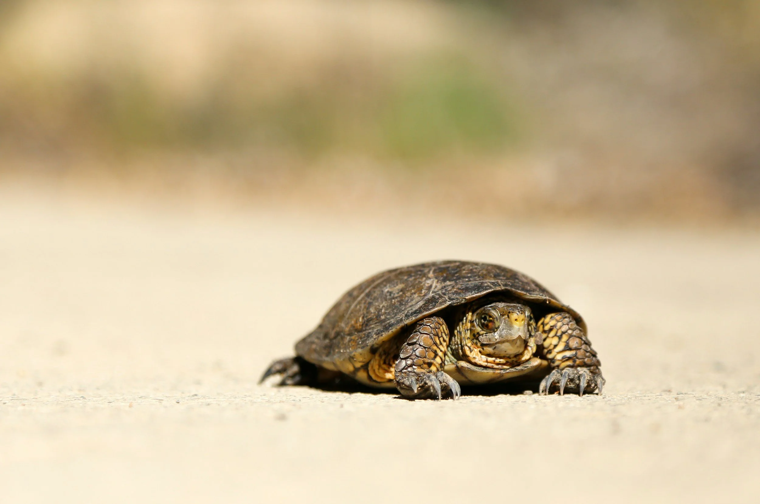 The Power of Slowing Down: Why a Calmer Pace Reduces Anxiety and Sharpens Focus