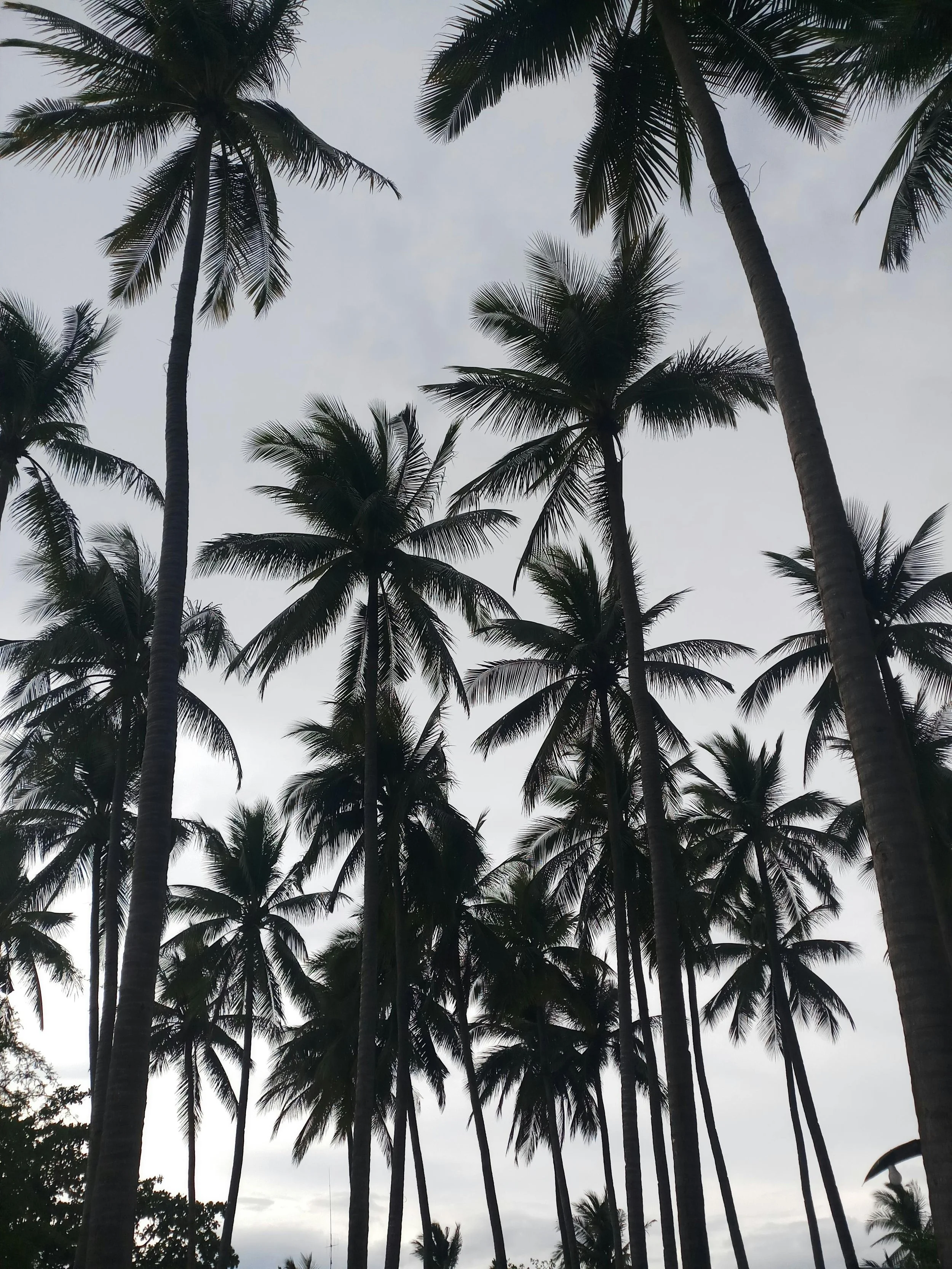 Silhouettes of tall palm trees against a cloudy sky.