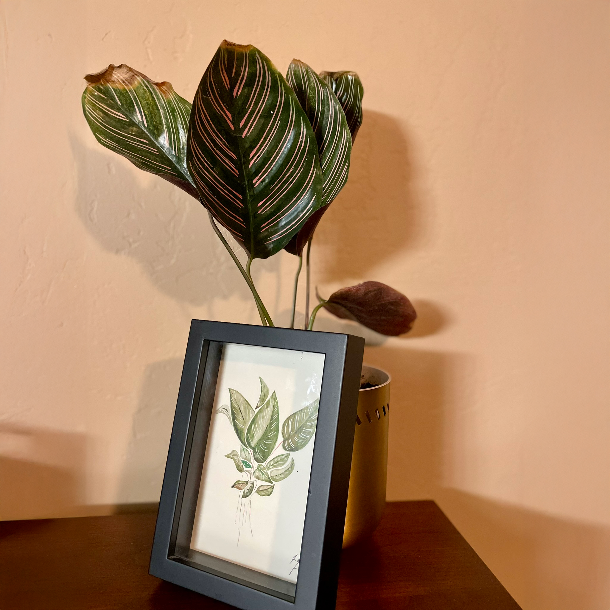 pin-stripe calathea_withplant.png