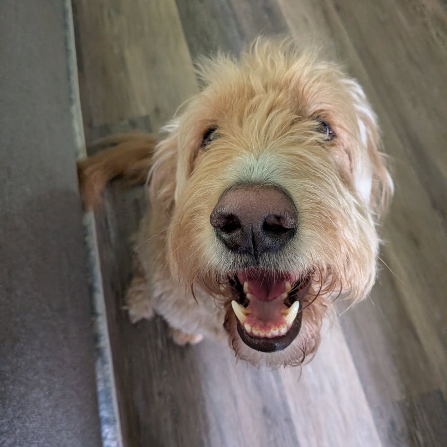 Ollie 🥰
