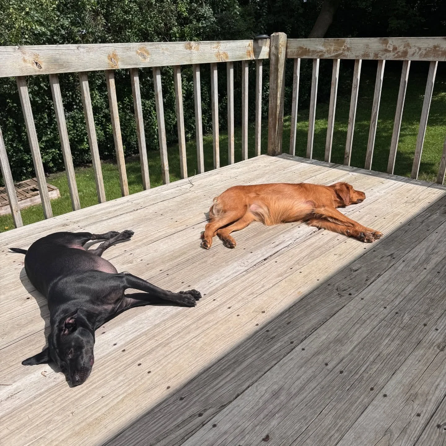 Sun pups