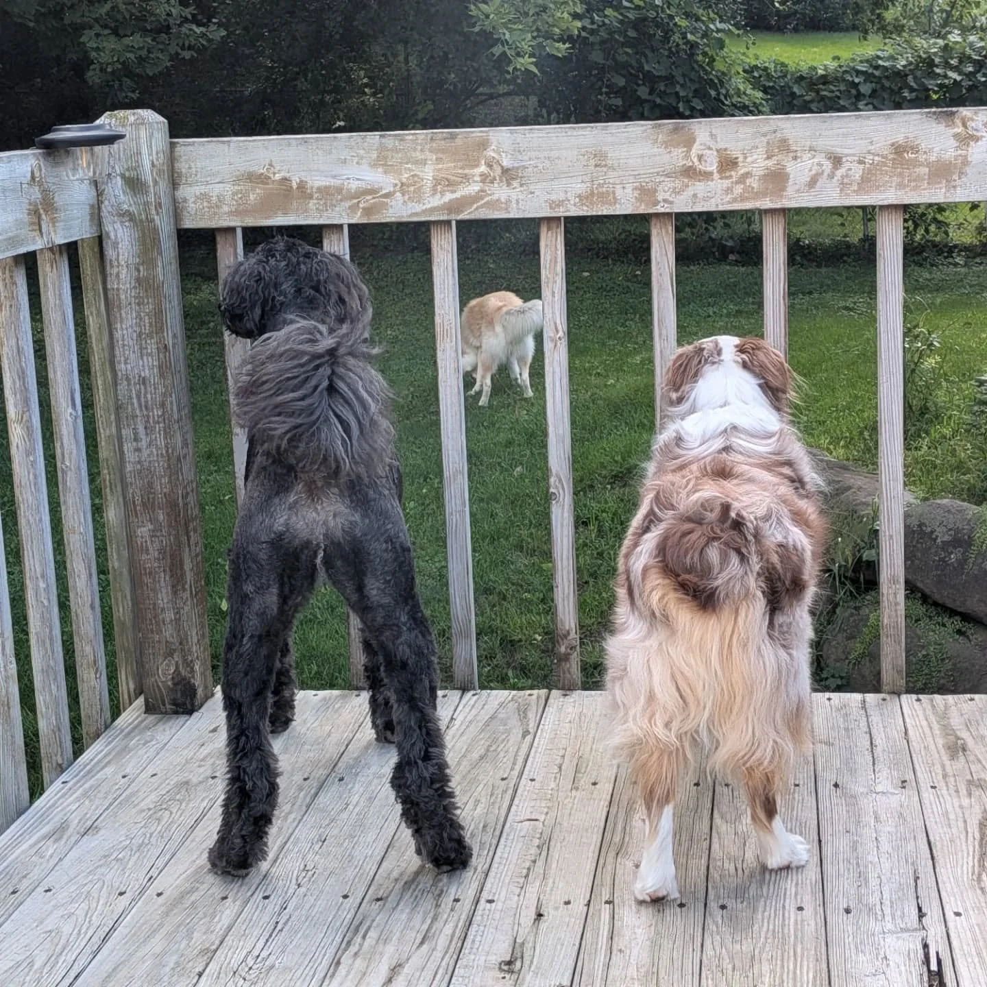 🐶🐶