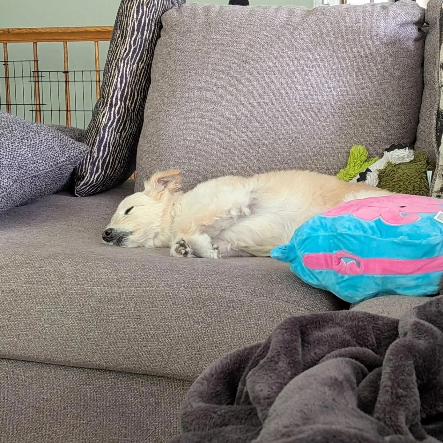 Sleepy pups