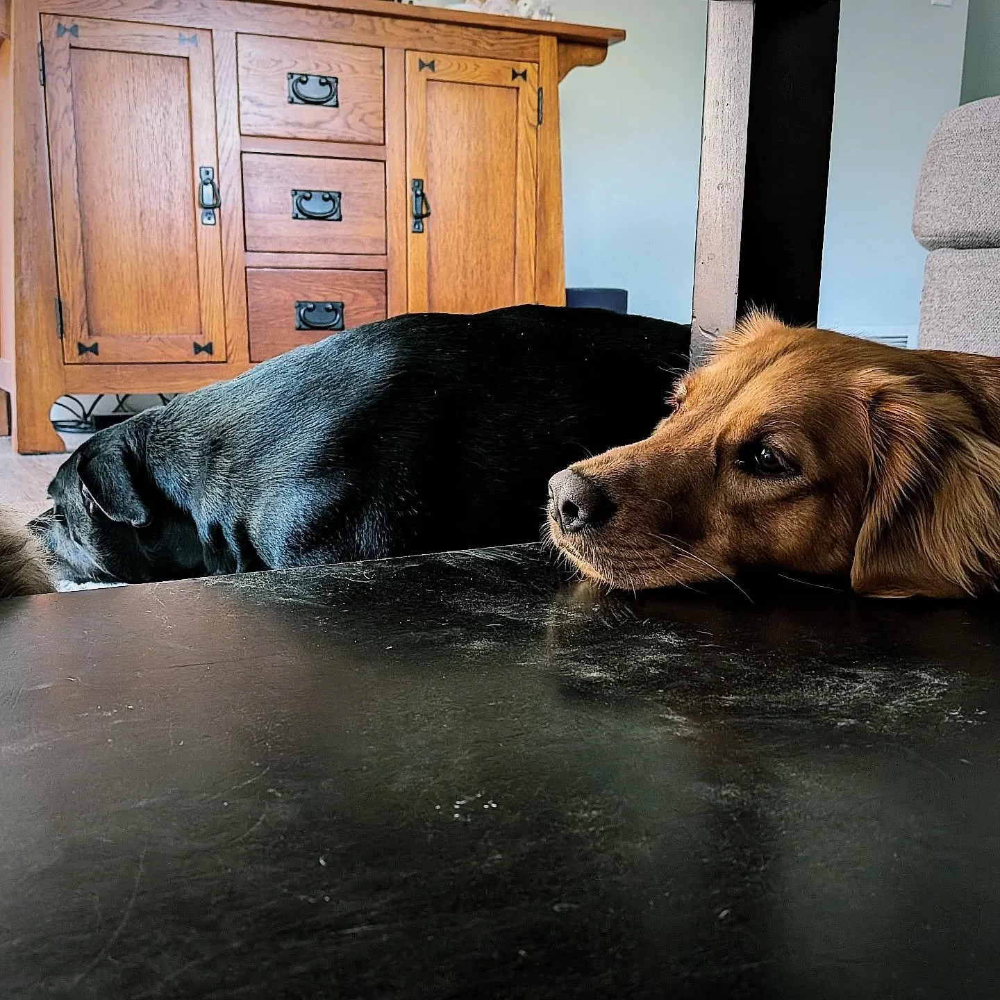 😴🐶

#sleepydogs #dogdaycare #dogtraining