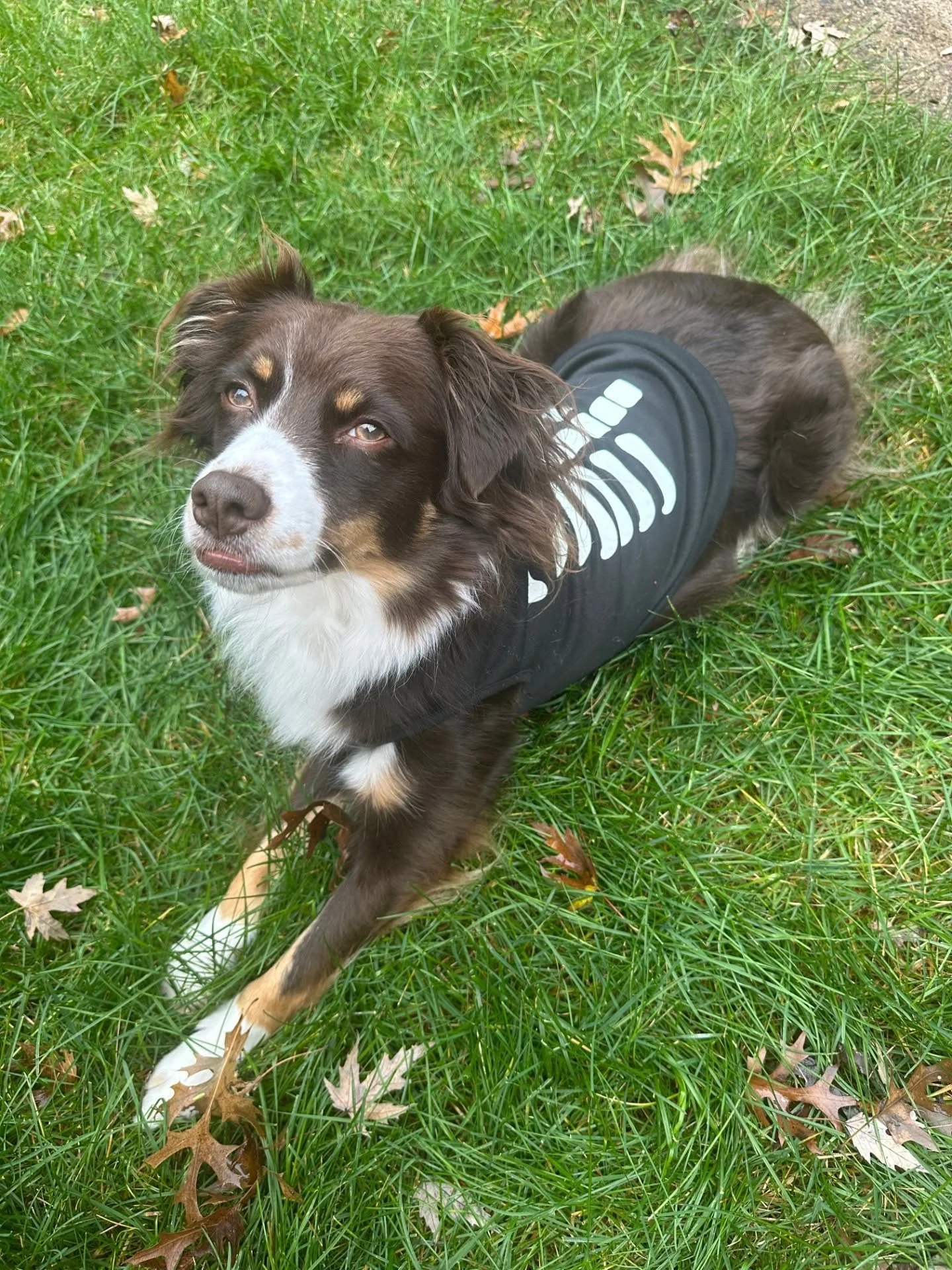 Get ready for the fun! These Howlloween pups would like your vote. 
Comment the corresponding number to give them your support. (Because polls can only have 4 answers, 👎 BOOOO) 

1: Anakin in skeleton mode
2: Merlin the cute vampire
3: Ollie dancing