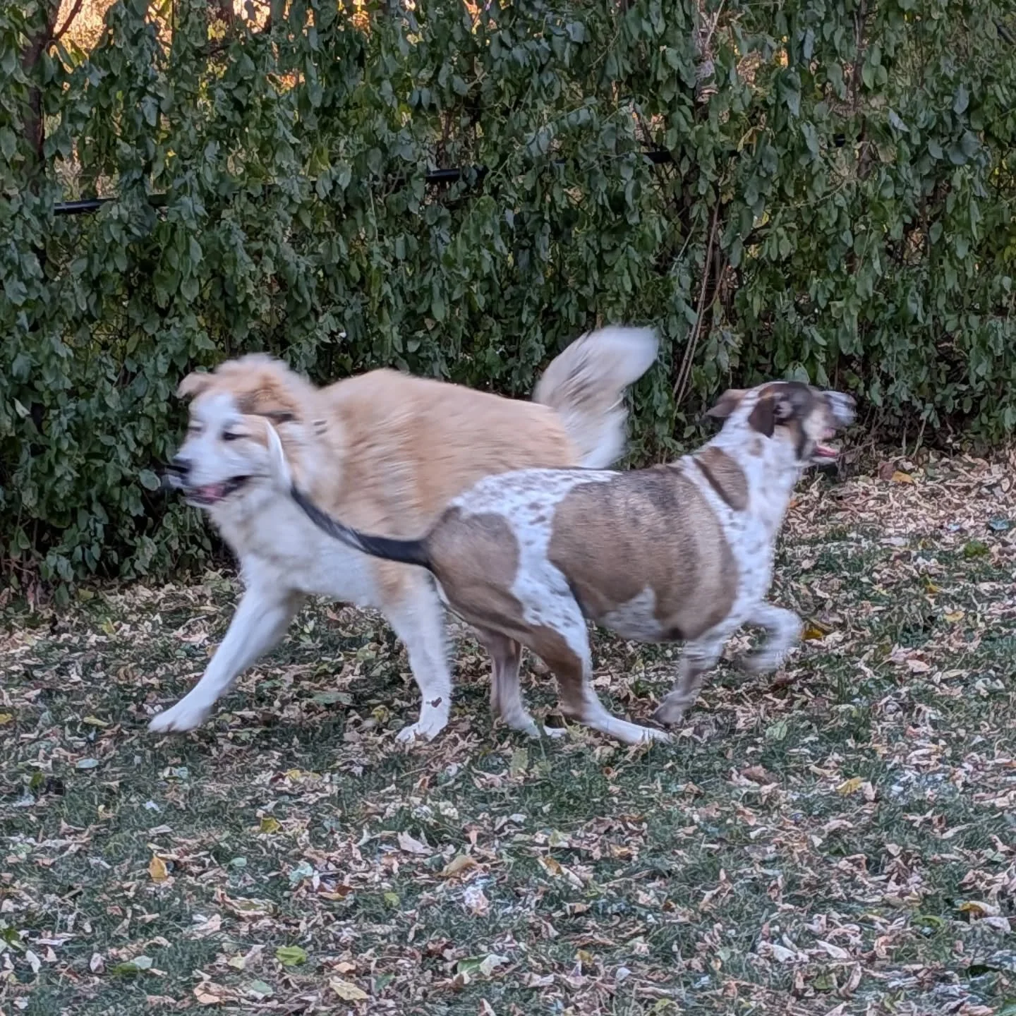 Some good dogs. 

#dogtraining #dogboarding #dogdaycare #madisonwi