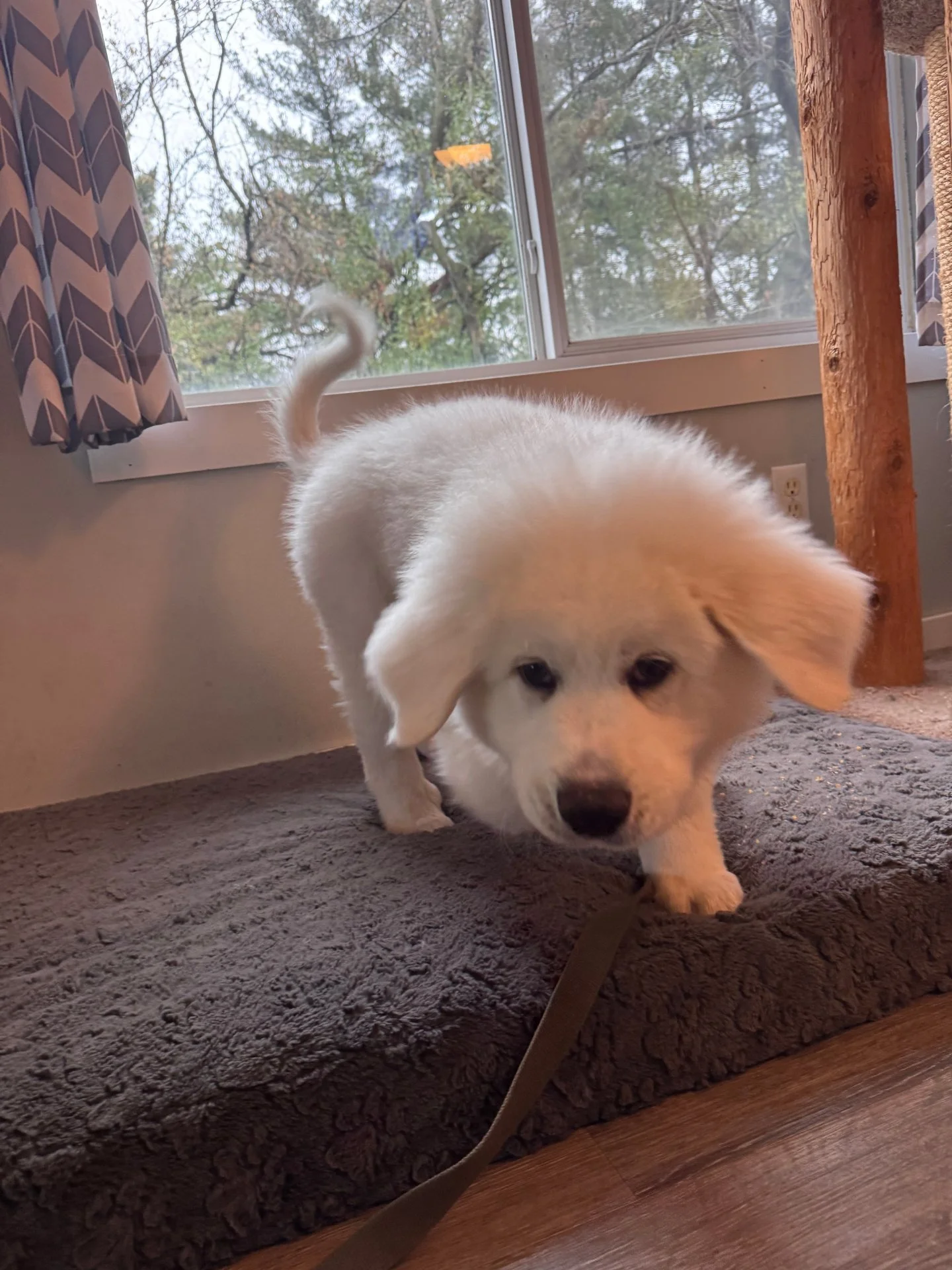 Welcome, Bear! 

We got our daily dose of puppy today when Bear started half days. He is coming to us to help build good crate manners and have some extra activity on his parents' busy days. 
See you soon, Bear. 🥰