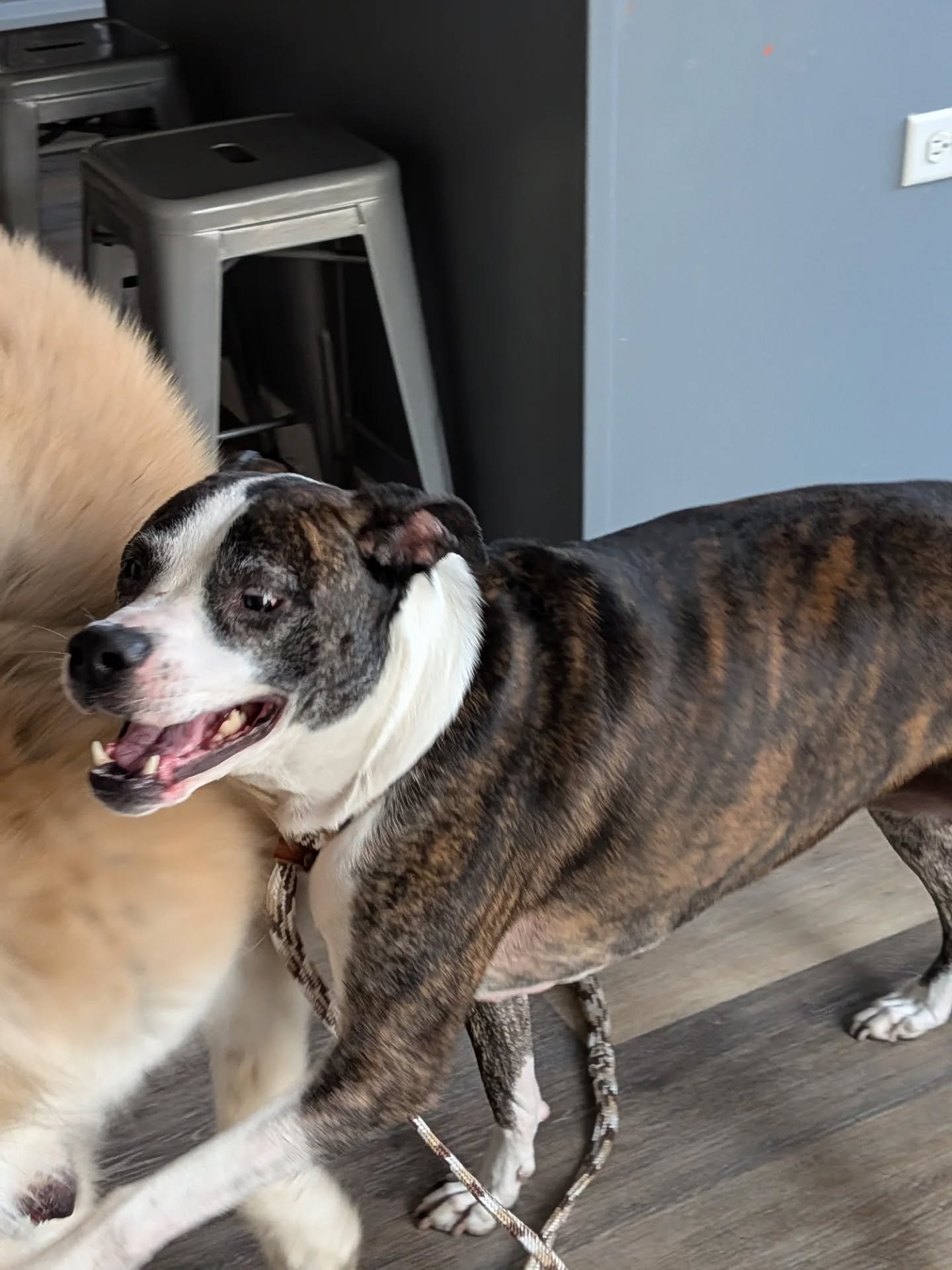 Swipe for silly girls, goofy guys, and sleepy puppy 👉