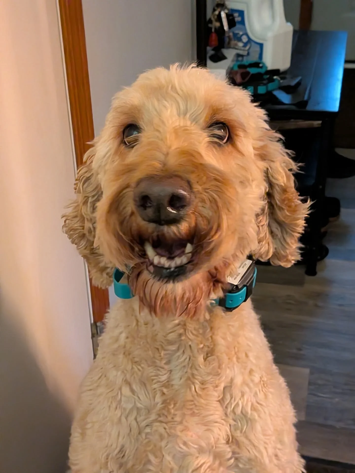 The holiday crew! 🎉

We welcomed three new dogs for Boarding this week. Bug (#3), Georgia Rose (#5), and Tiger (#6). We are so excited to have such a fun group this weekend! 

Hope everyone is having a great Holiday!