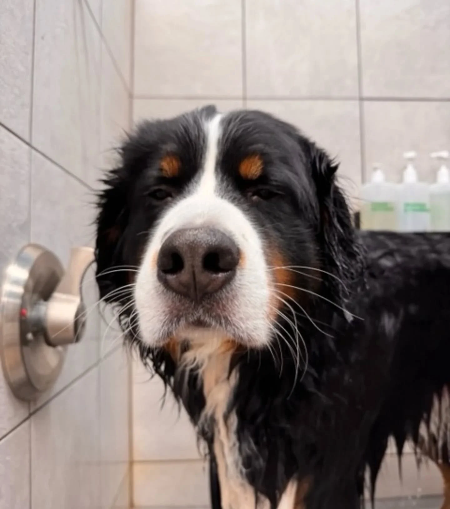 Last week Sarge had a full Spa Day groom with us. 

We trimmed his nails, went from Grinch feet to cute bear paws, a full service bath, blow out, trimmed and thinned his ear and butt hair, and did a double brush out. 

He was feeling like a new man w