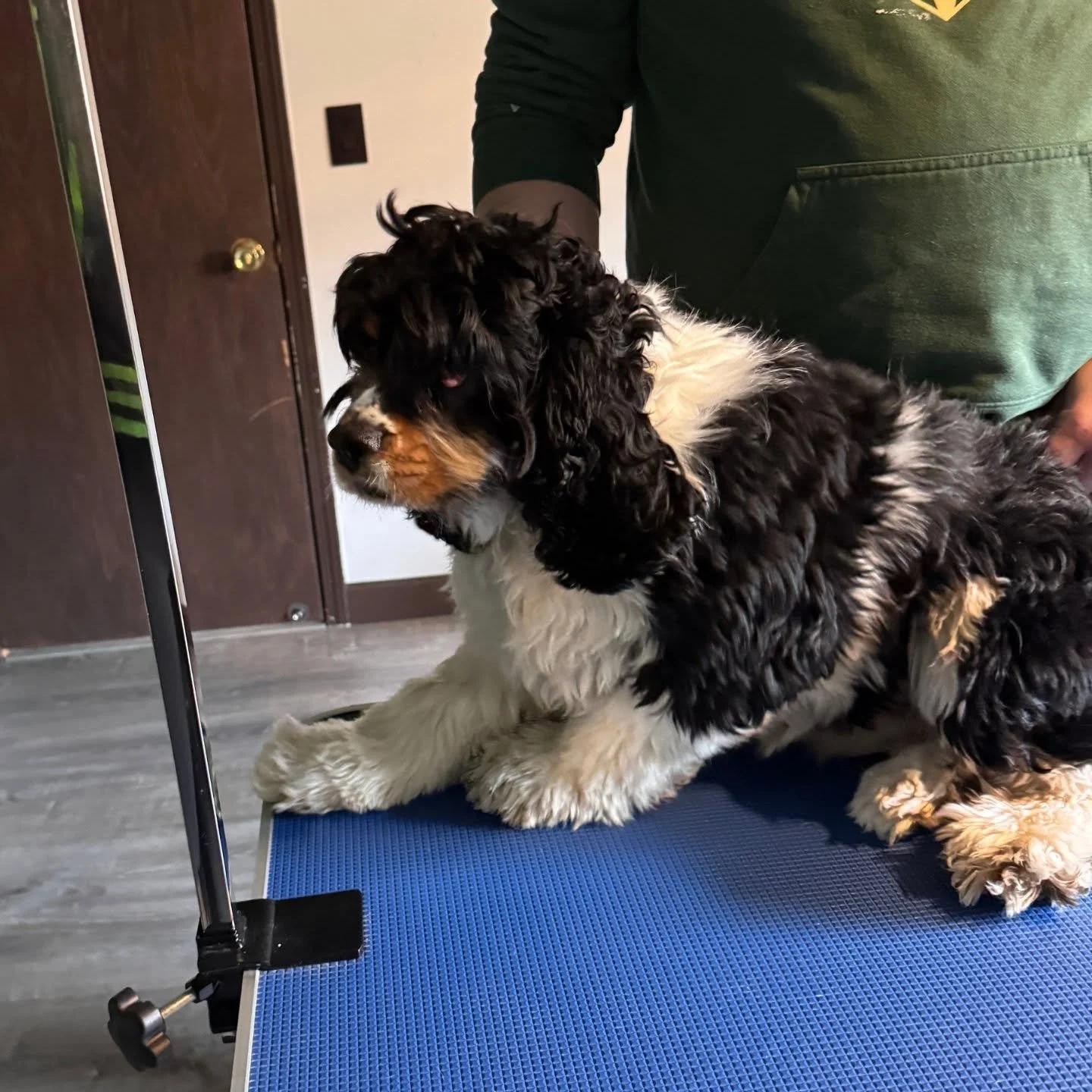 Merlin saw everyone else getting a spa day and wanted one too! 

Here are his before, middle, and after shots. Including a shot of only half his hair removed. 😱