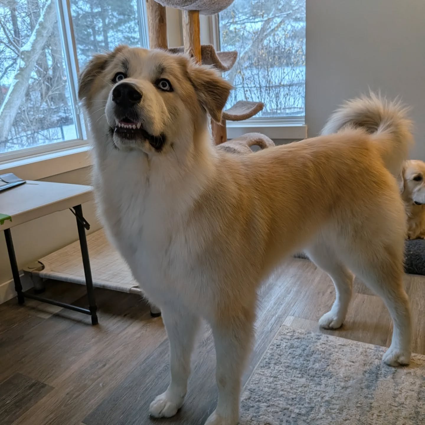 Bowie looking good after his Spa Day last week!