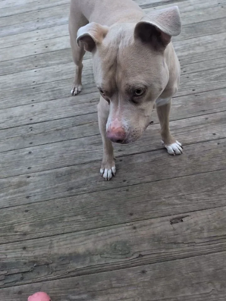 We don't see Hank very often, but when we do, we always know exactly what he wants. . . His piggy toy! 🐷
His love affair with this toy is always 10/10, so please enjoy a small piece of his adorableness.