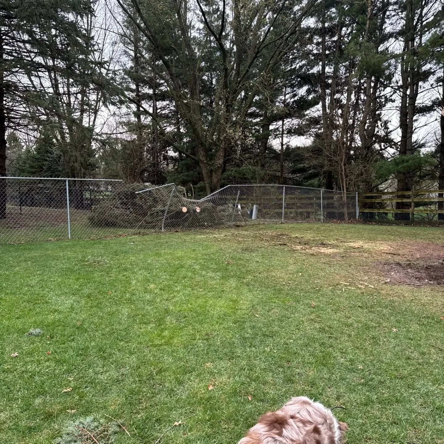 Thank you @c.p.roberts and Hazel for your hard work this morning! The yard is now clean and the fence is up enough to safely hold the pups. 🤩