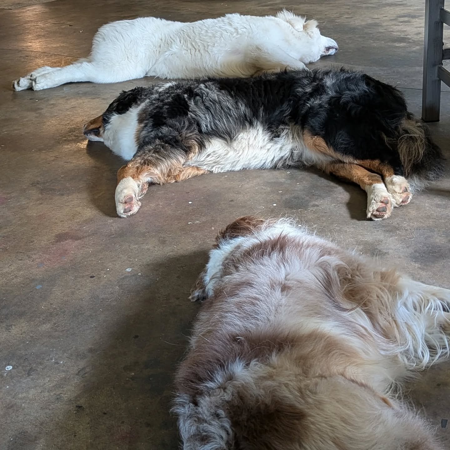 Just Atlas and a couple of Bears taking a nap. 🐻🐻&zwj;❄️