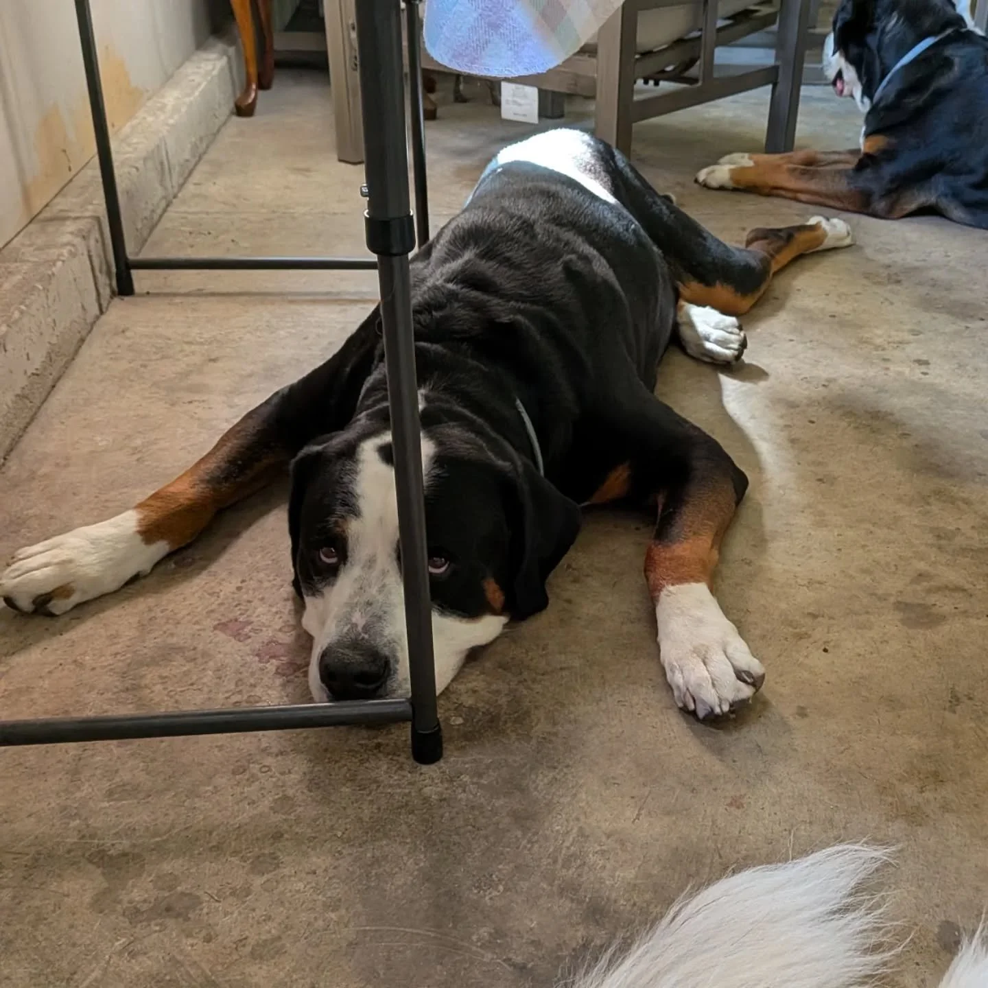 A pack of tired, happy pups. 🌞