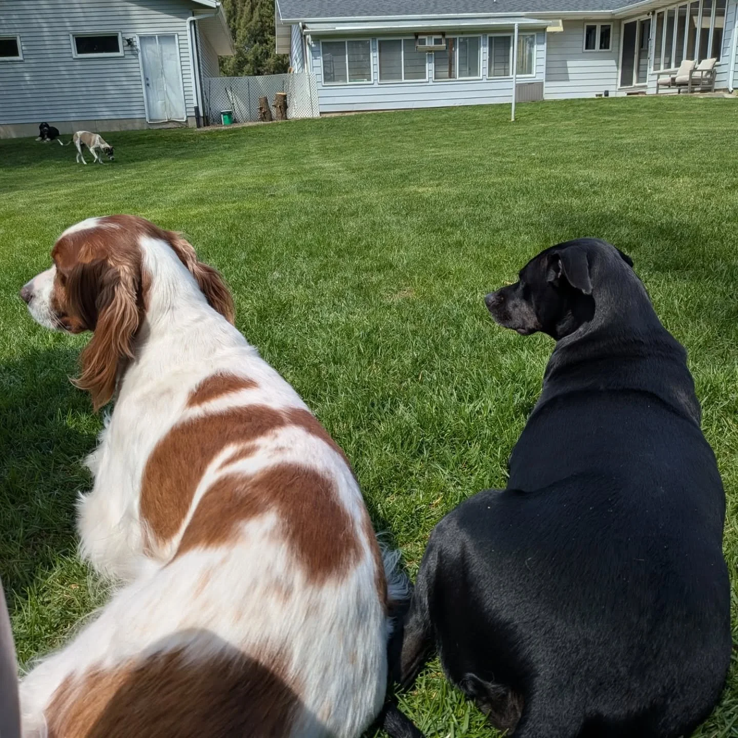 We got to spend the whole day outside today! 
Such a great day for the pups. 🥰