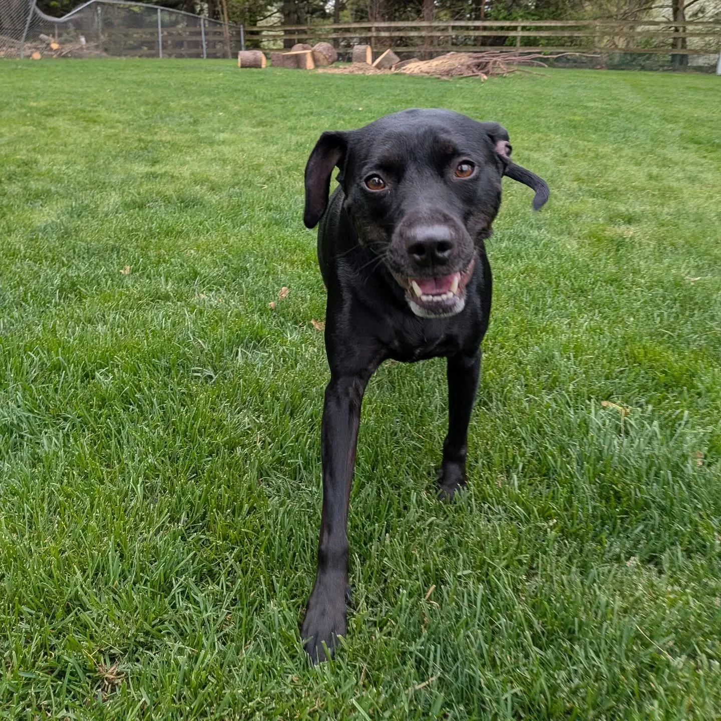 Clients who join the Discord will get the following exclusives:
&bull;Access to Live streams of what the dogs are up to during the day
&bull;Early access to event information
&bull;TrailMates locations and times
&bull;Scheduled live chats or random c