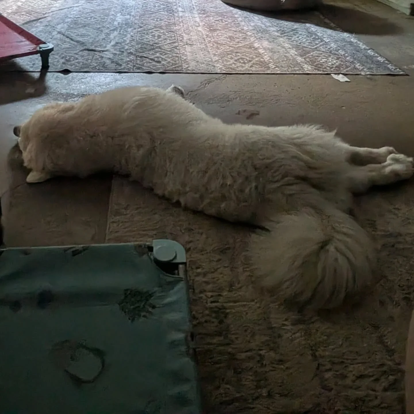How the pups have felt about the heat this week. 🫠