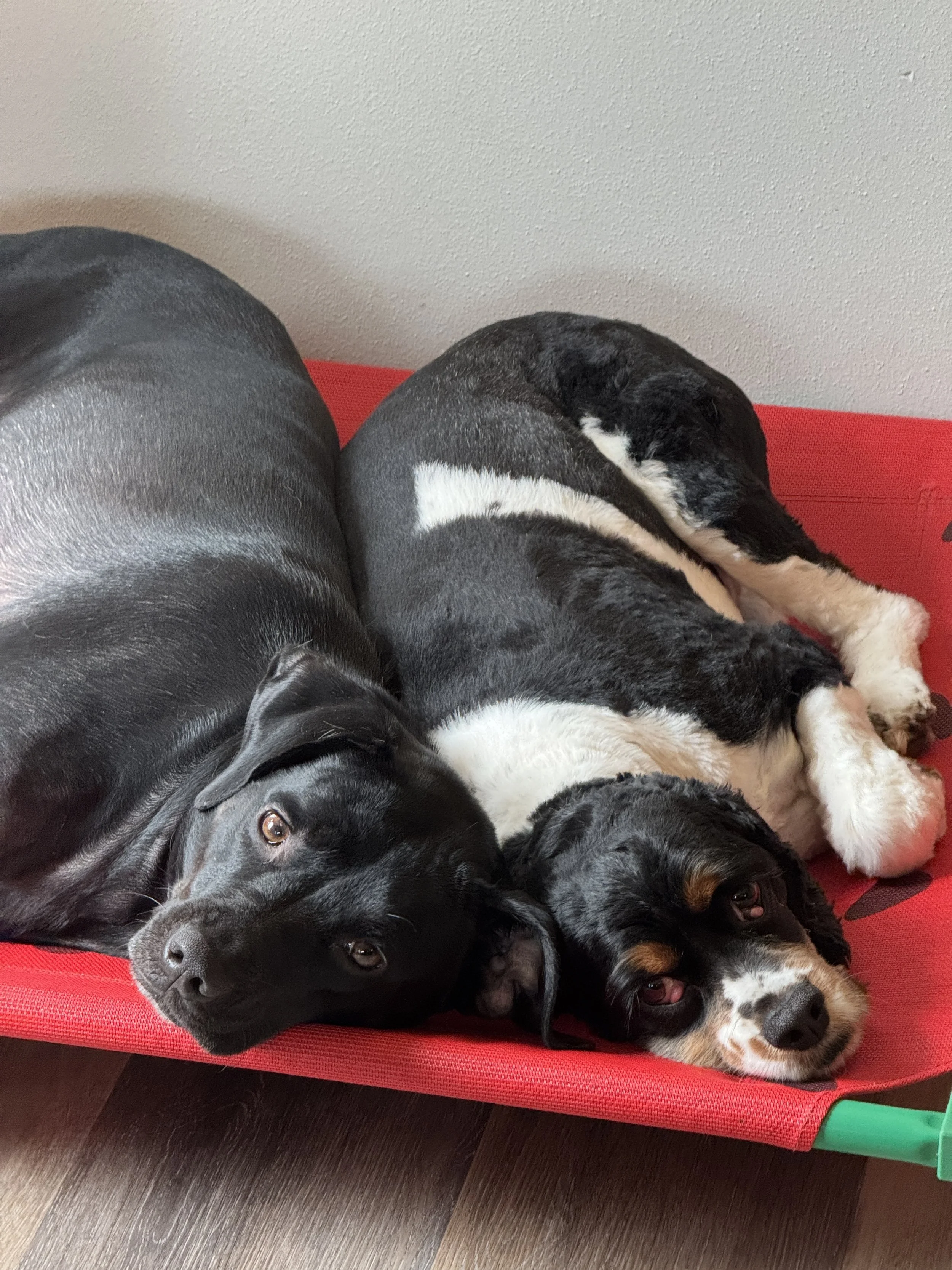 Two dogs, one large black dog and one smaller black and brown dog, lying together on a red pet bed.