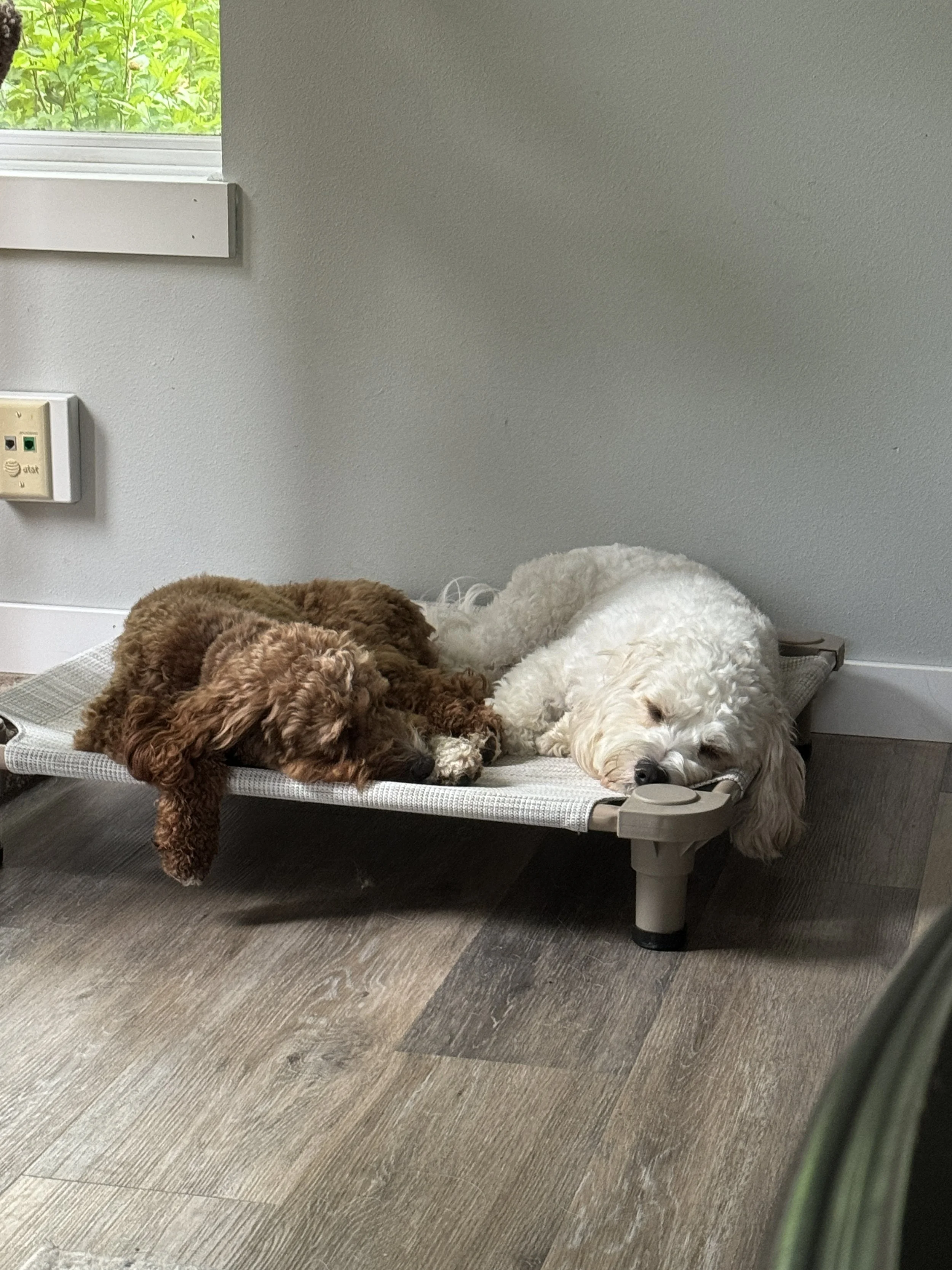 Two dogs resting on a raised pet bed in a room with wood-look flooring, gray walls, a nearby window, and a power outlet.