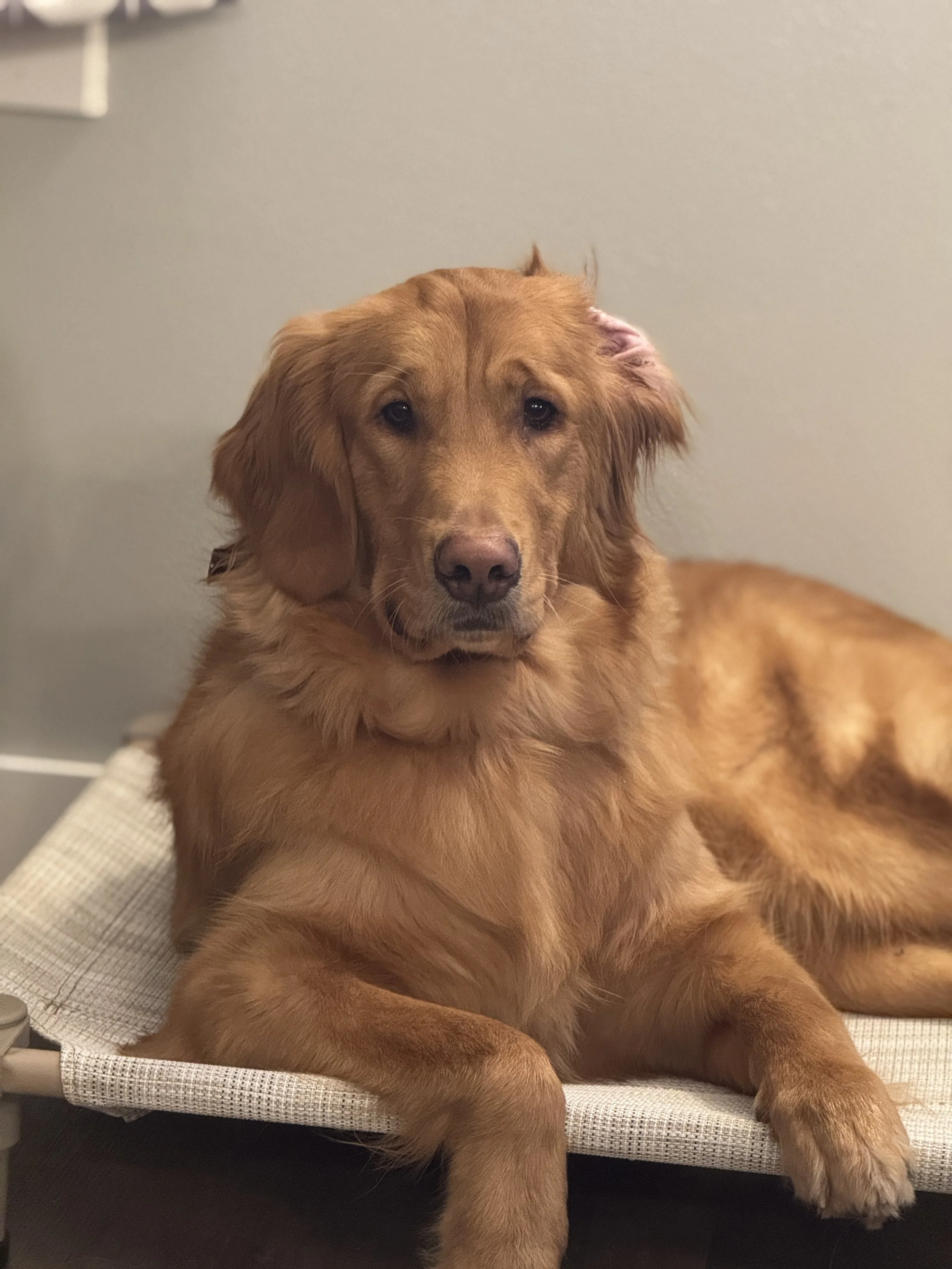 A golden retriever lying on a cushioned surface against a plain wall.