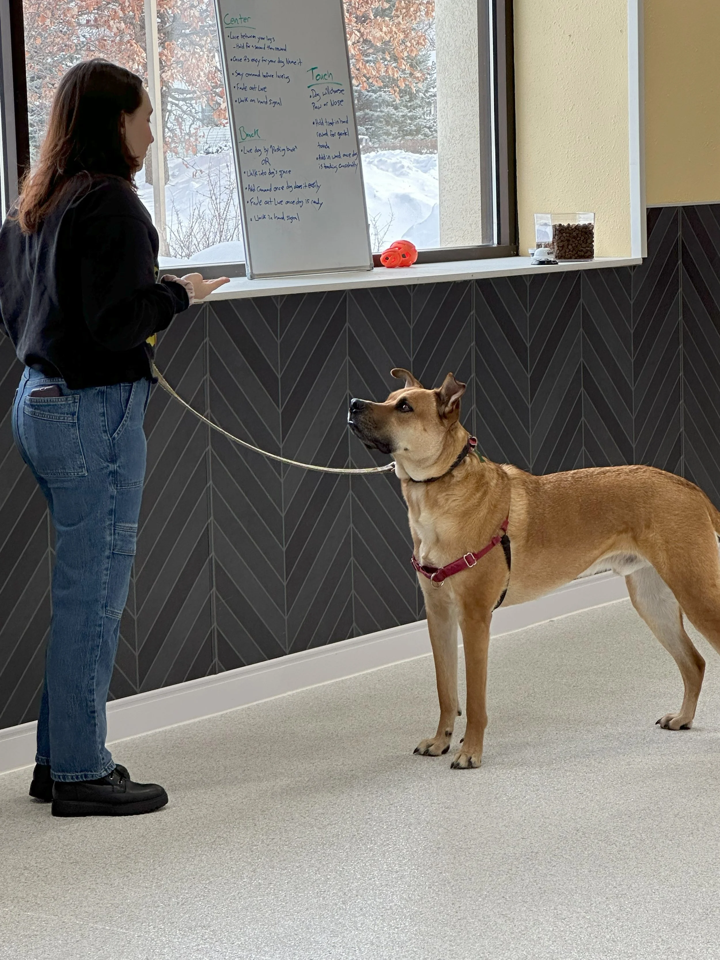 A woman in jeans and a black jacket is standing inside an indoor training room, holding a leash attached to a large tan dog. The woman appears to be giving commands or training the dog, which is standing attentively. There is a window behind them with a snowy outdoor scene and a whiteboard with training instructions written on it.