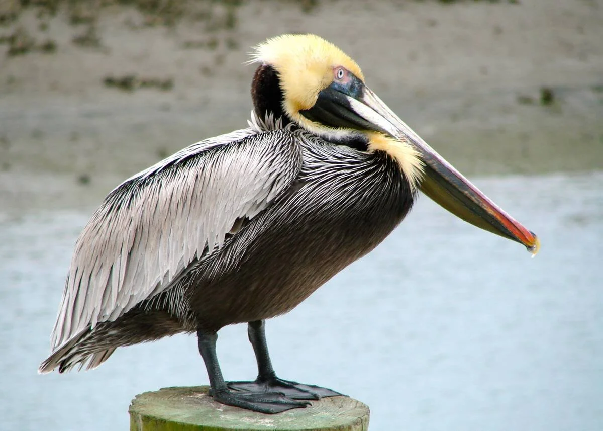 Pelican reference photograph used to plan a painting