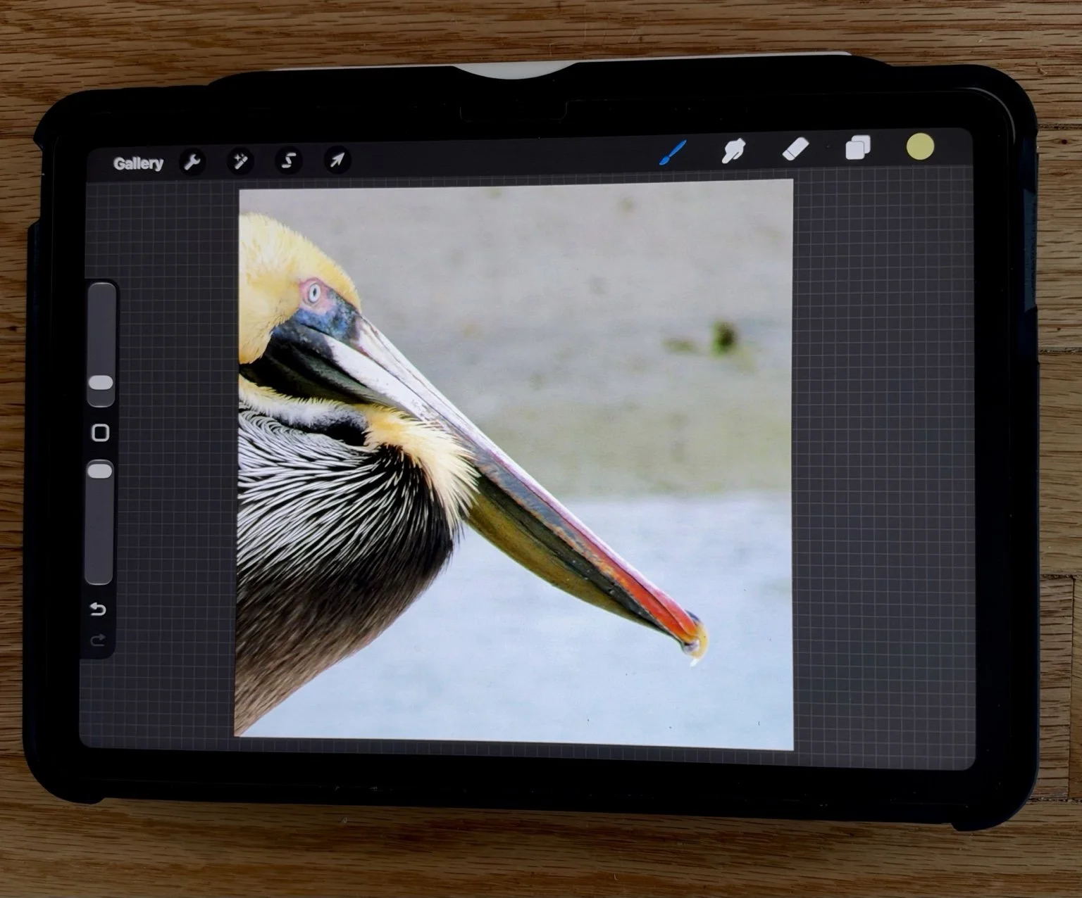 Pelican painting in Procreate on an iPad, following the reference photograph