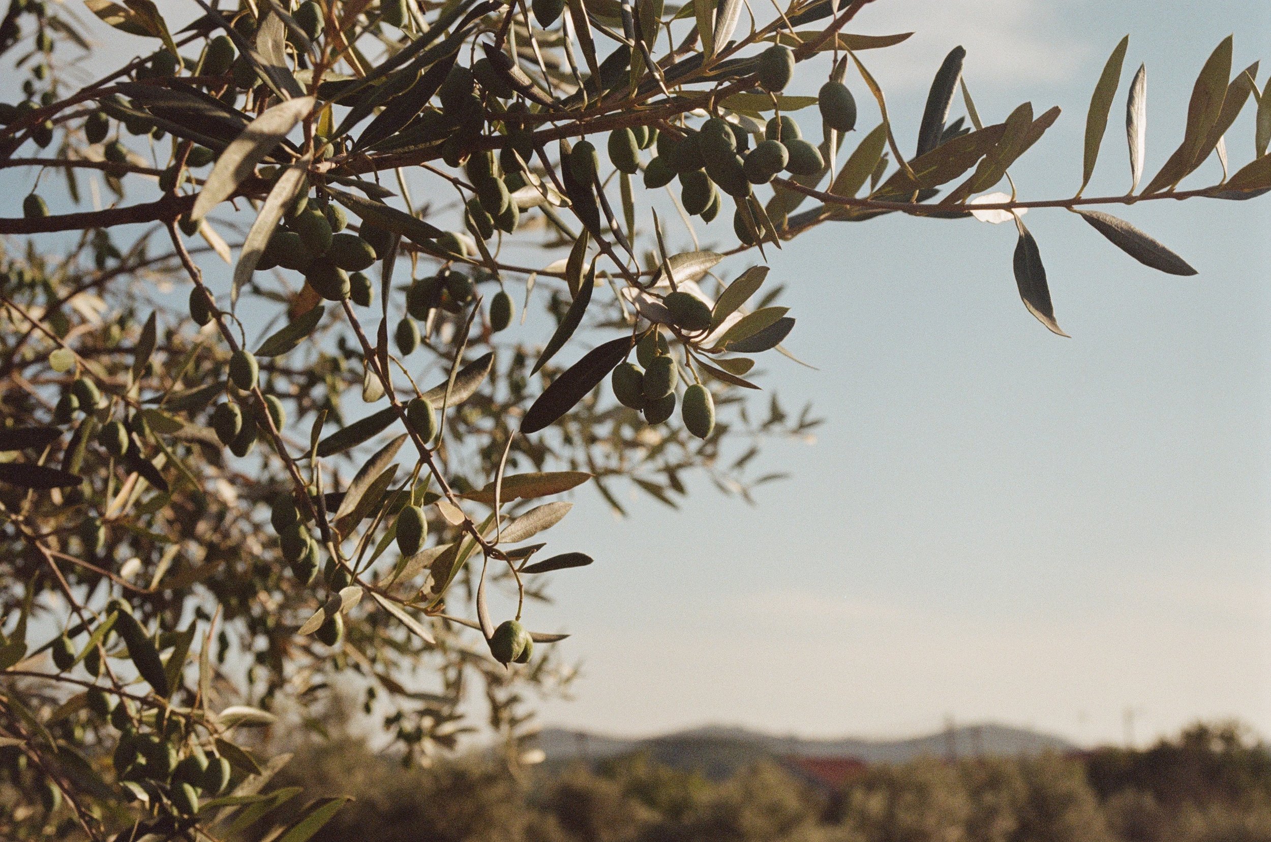 Olive trees in the garden