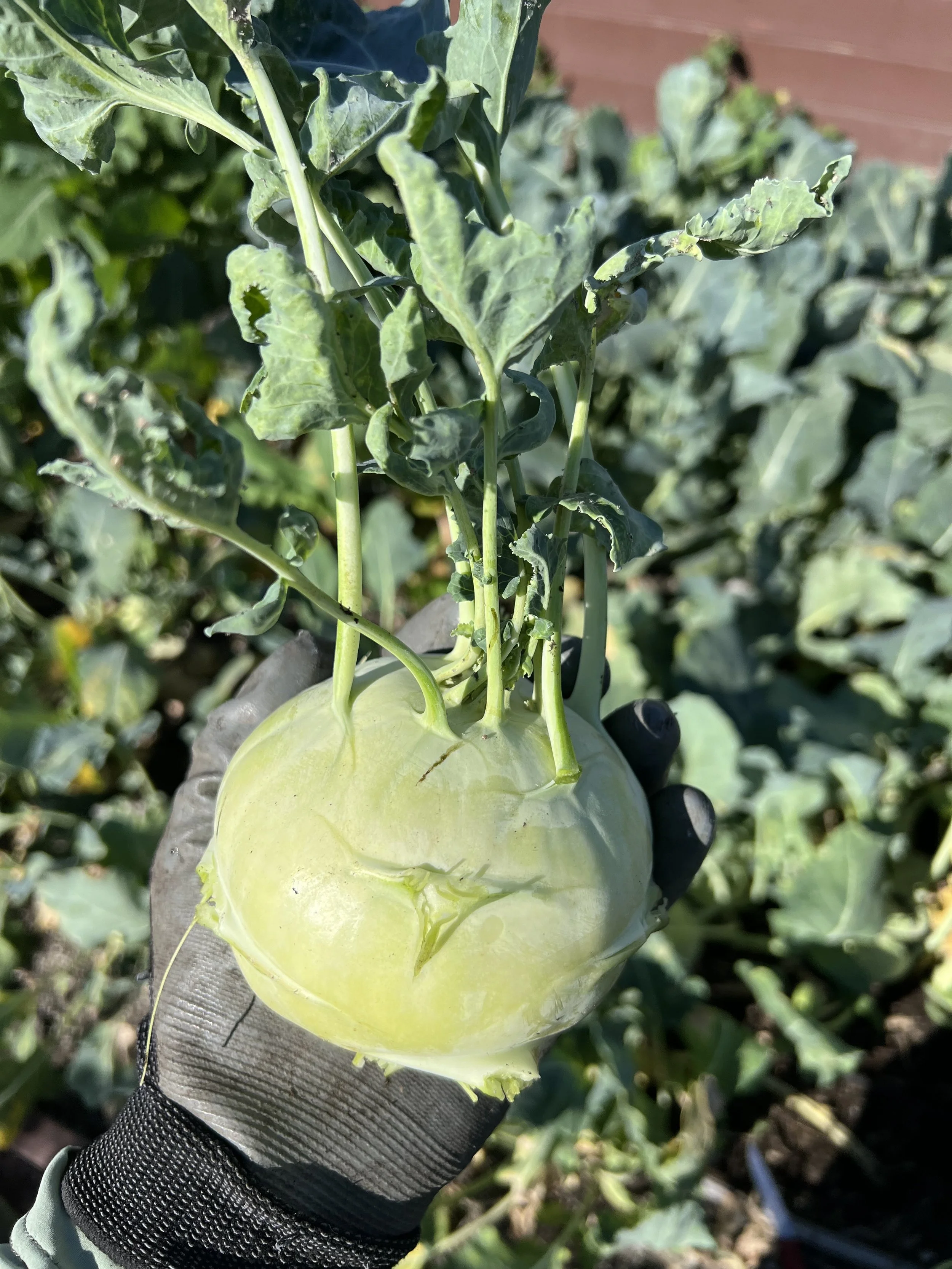 Slow-Release Fertilizer Guide: Why Osmocote Plus and Calcium Sources Transform Your Garden