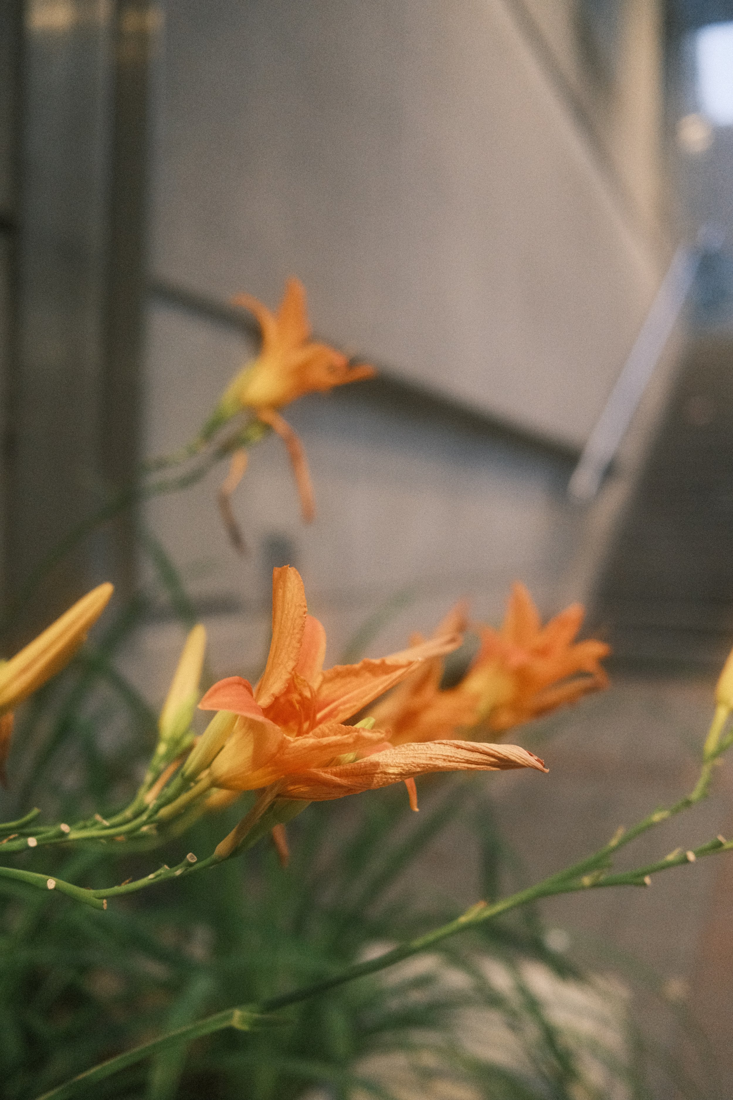 DSCF1262.JPG